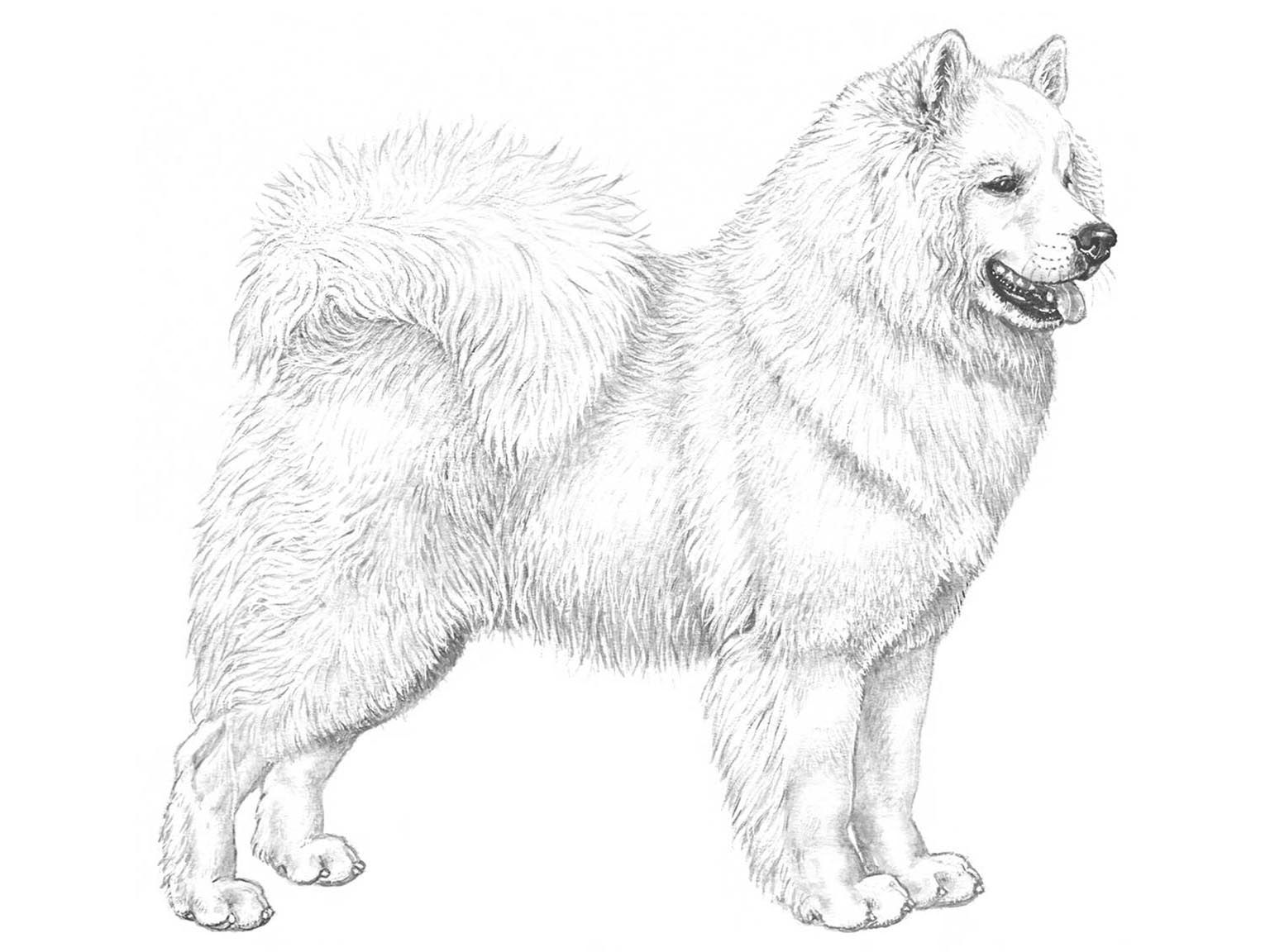 Illustration av hundrasen Samojedhund