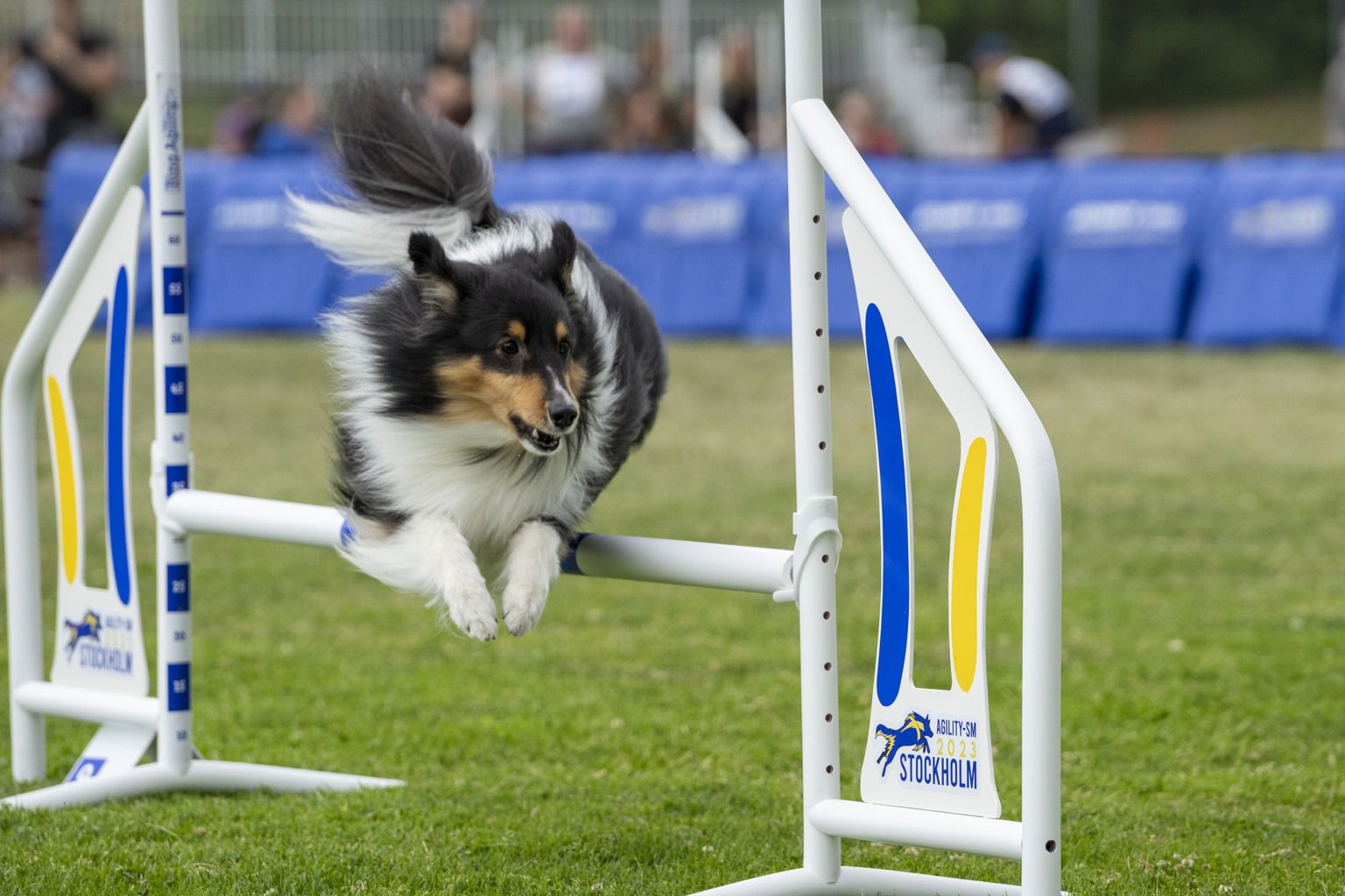 Shetland sheepdog hoppar över ett agilityhinder