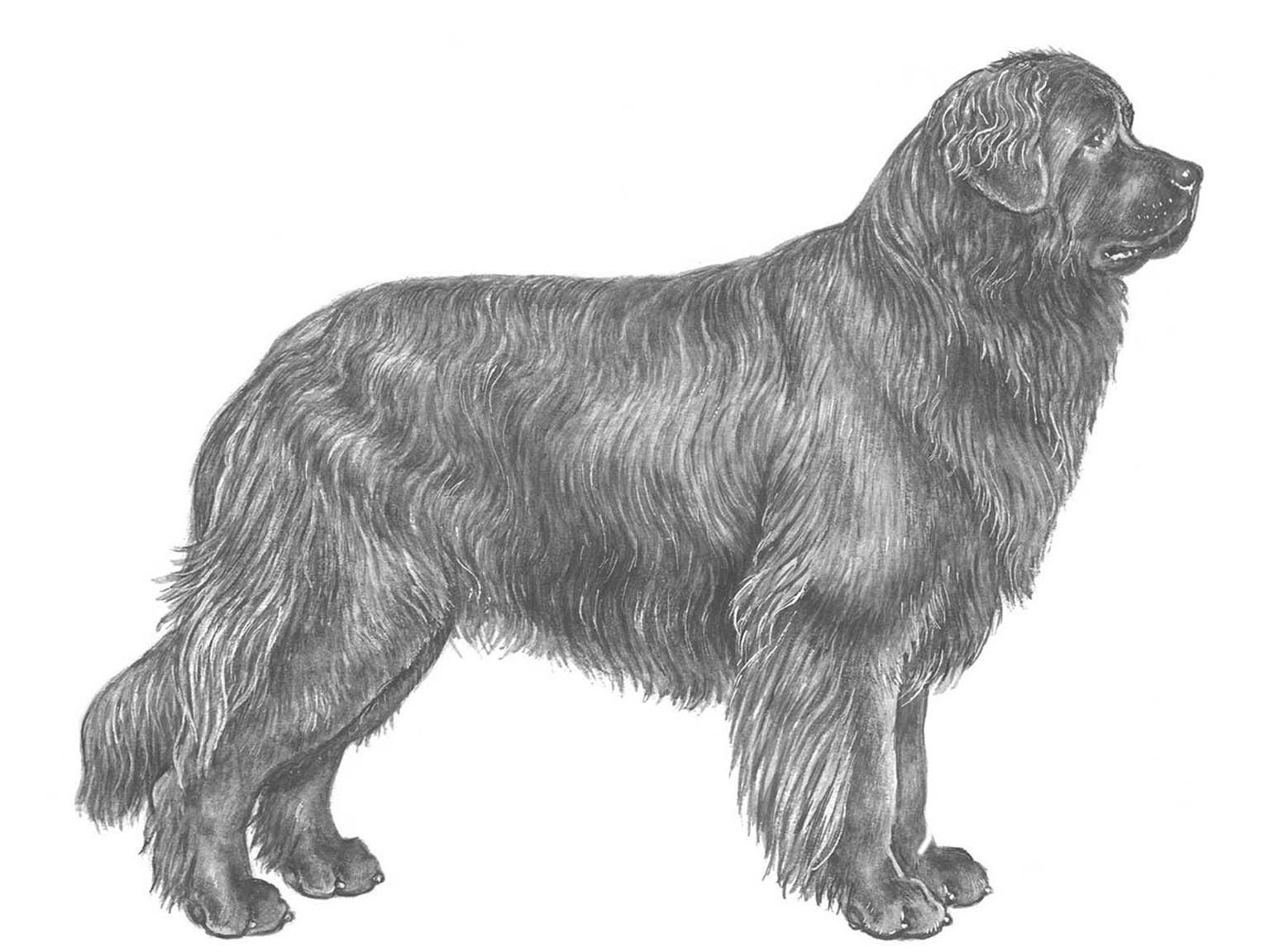 Illustration av hundrasen newfoundlandshund