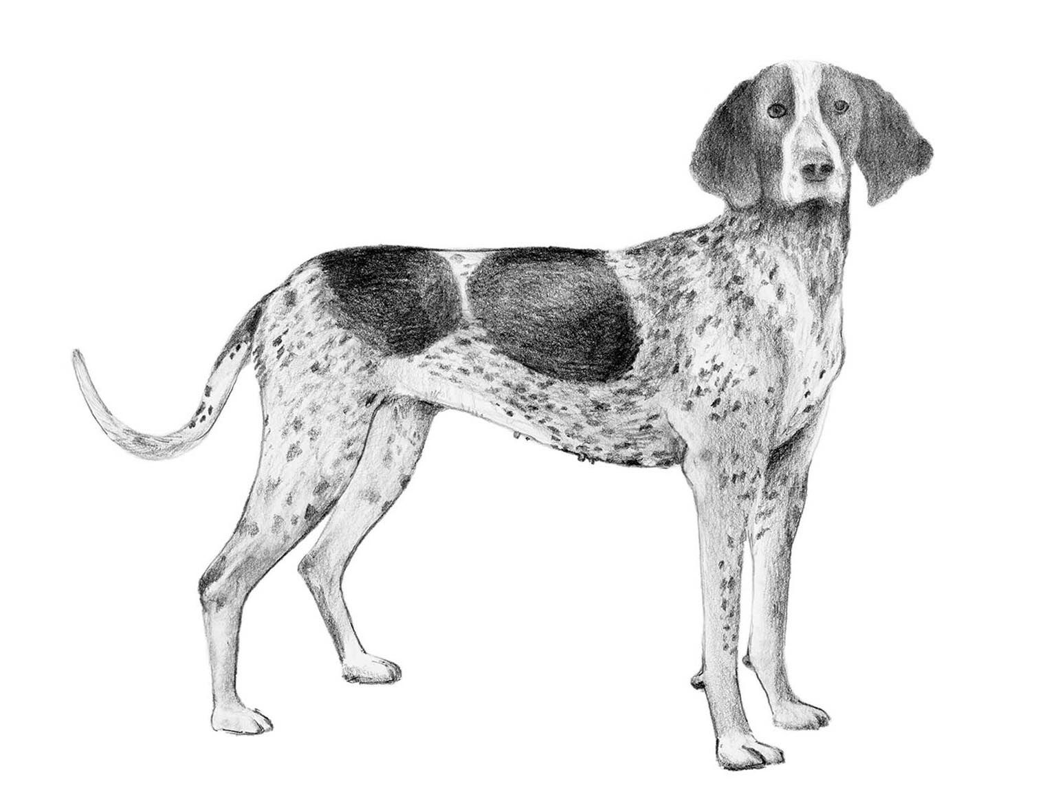 Illustration av hundrasen bluetick coonhound