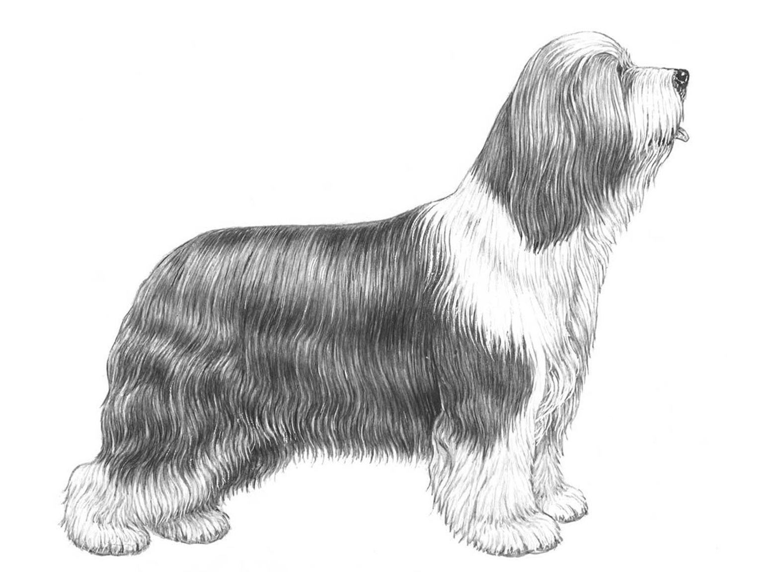 Illustration av hundrasen bearded collie