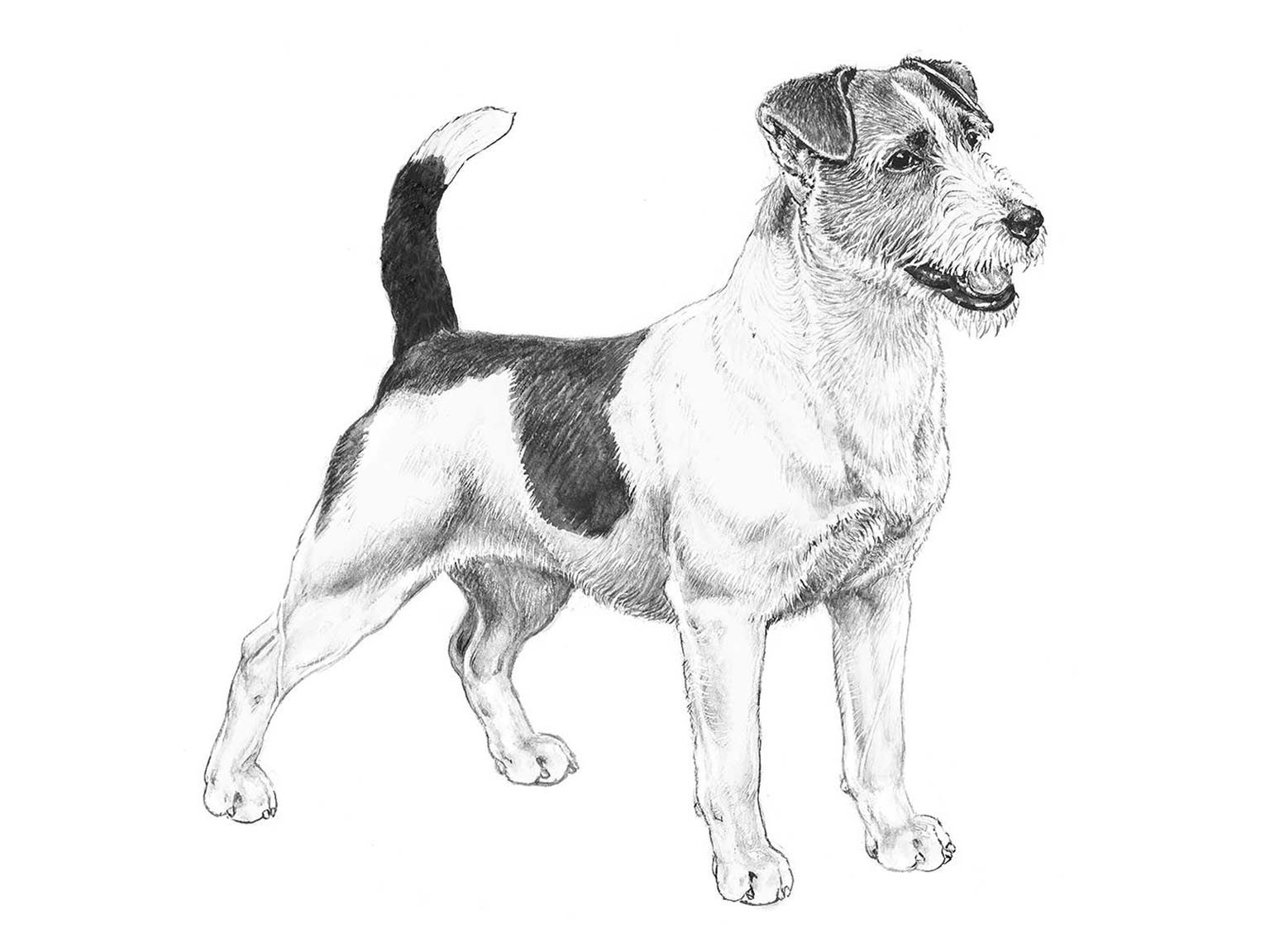 Illustration av hundrasen Jack russell terrier
