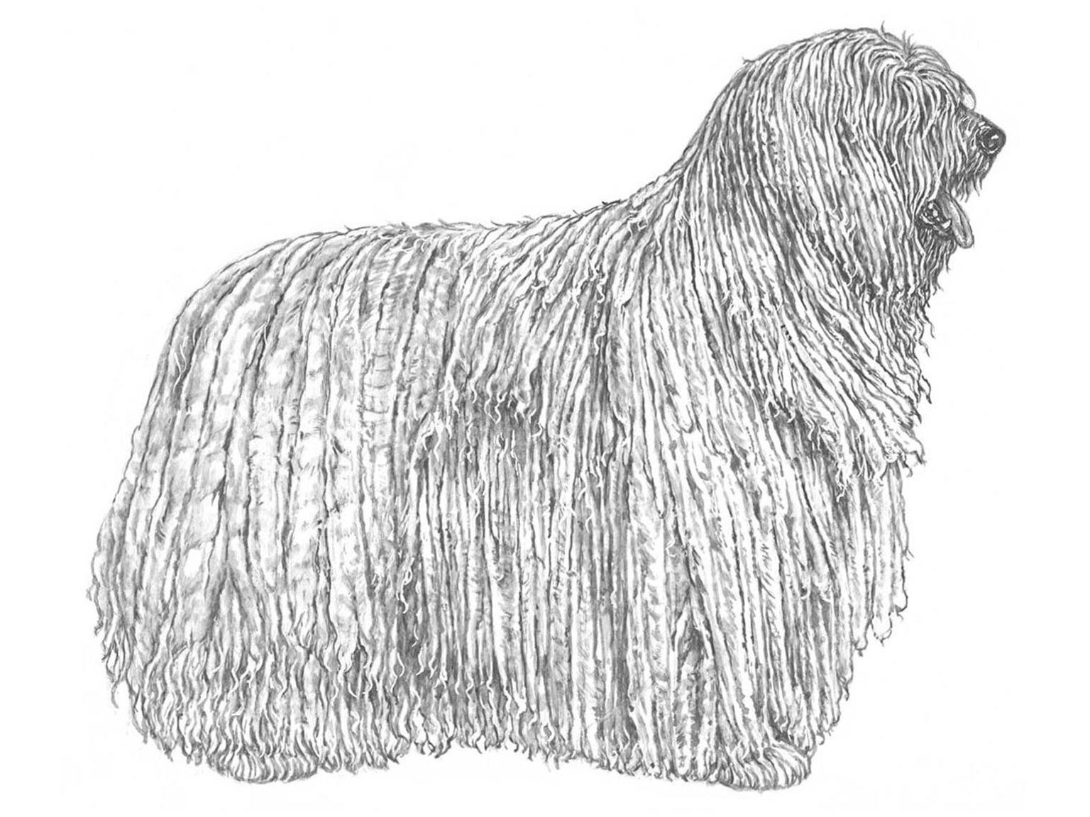 Illustration av hundrasen bergamasco