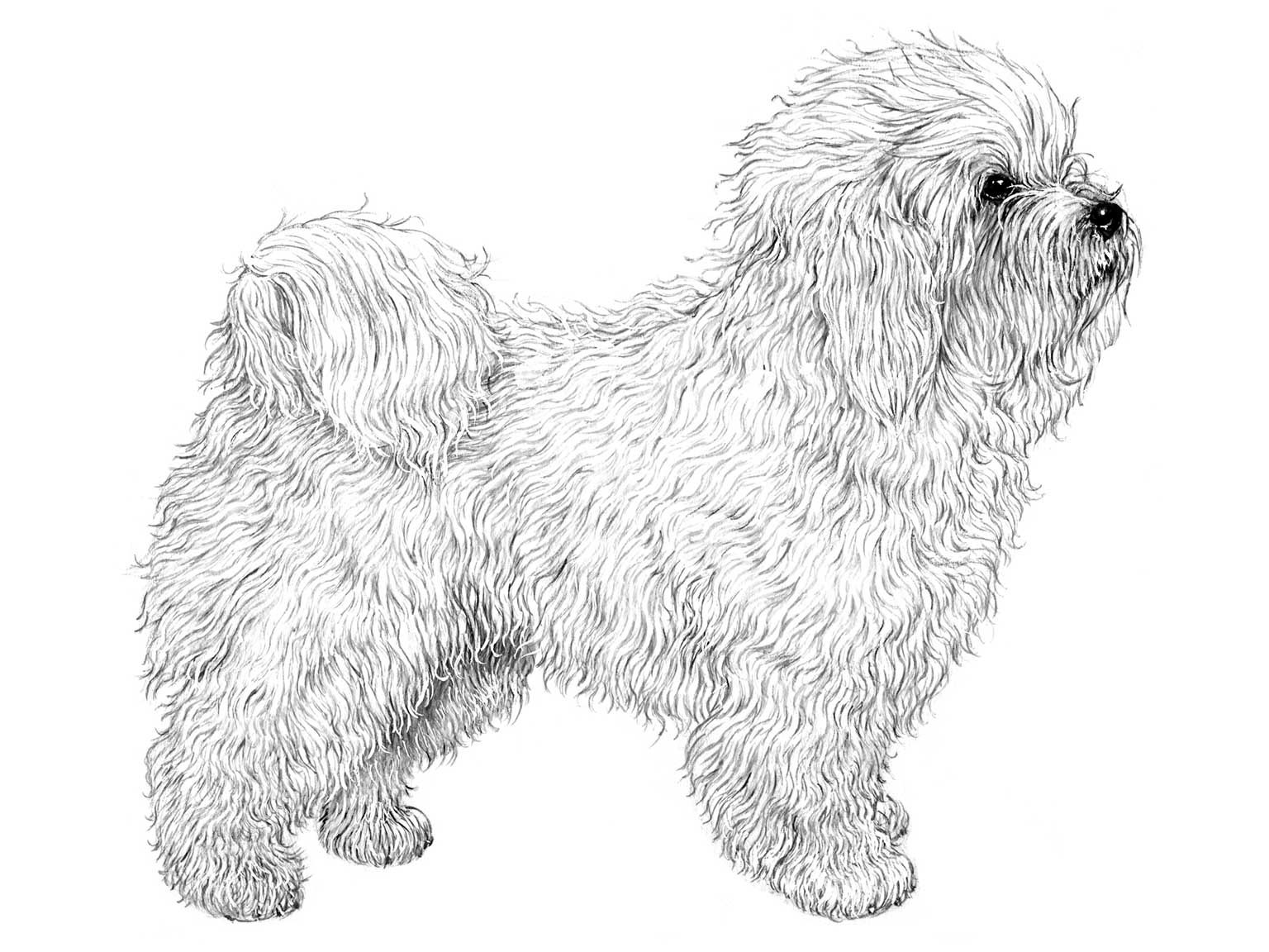 Illustration av hundrasen bolognese