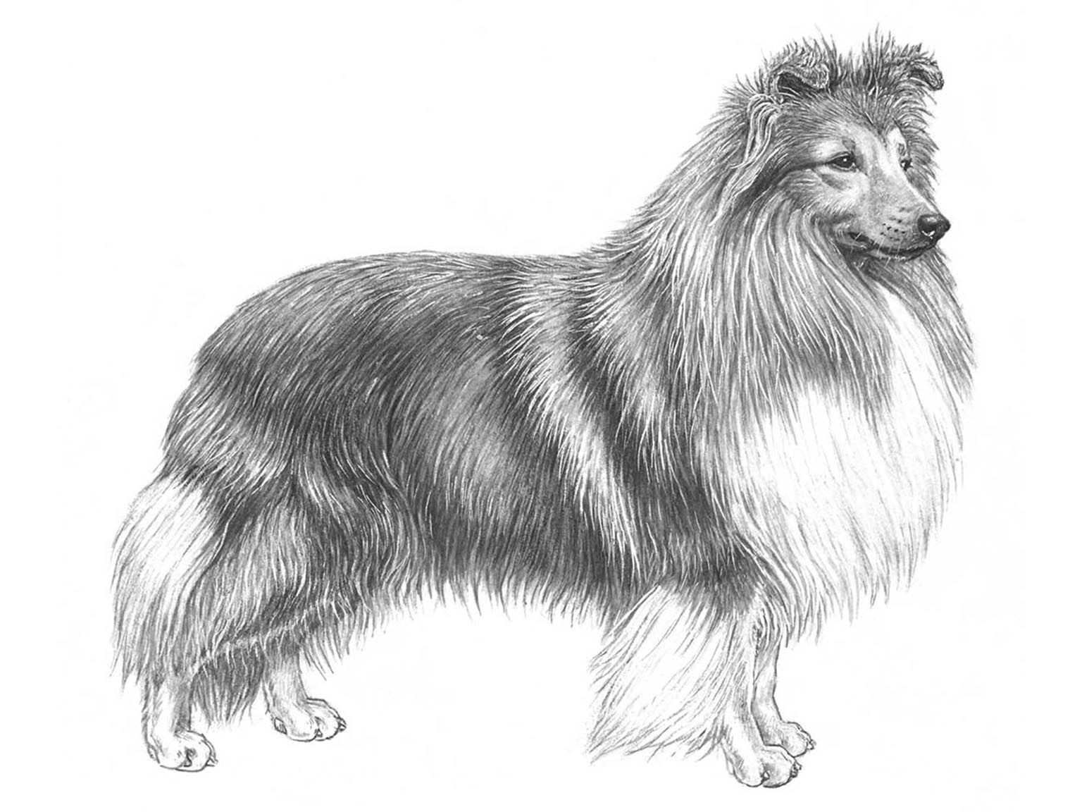Illustration av hundrasen shetland sheepdog