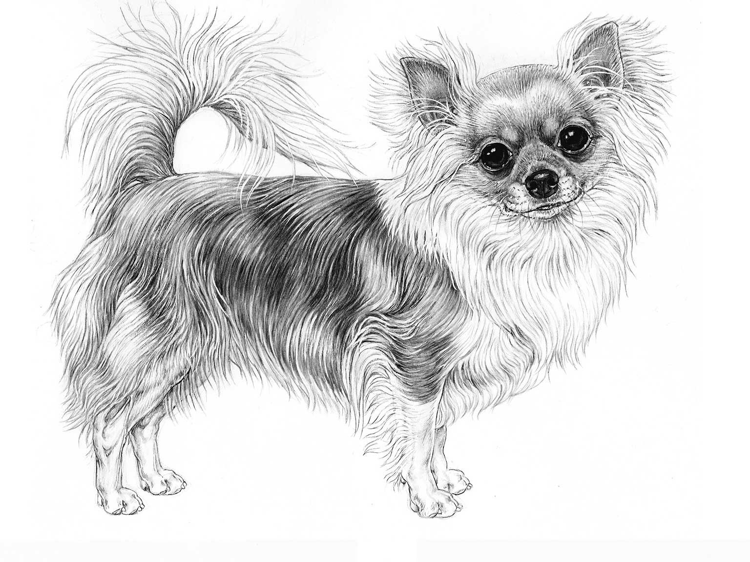 Illustration av hundrasen chihuahua, långhårig