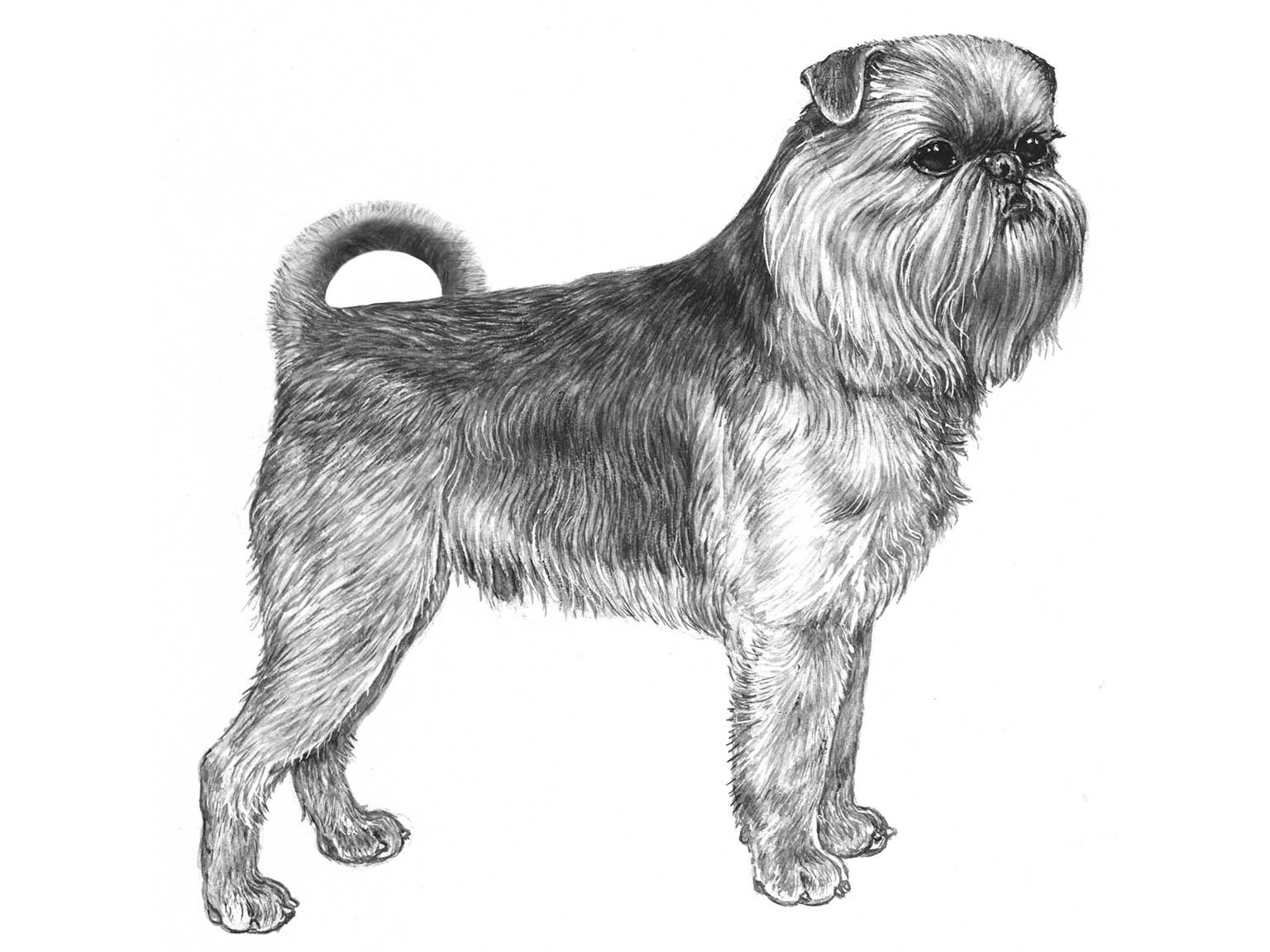 Illustration av hundrasen griffon bruxellois