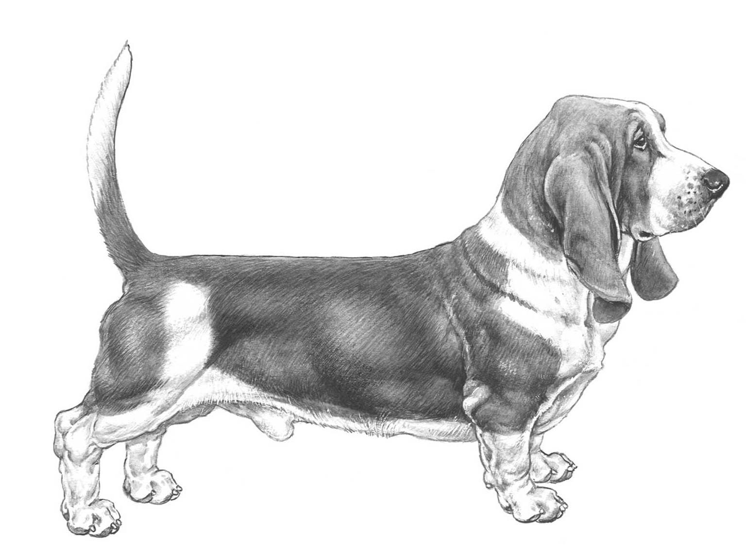 Illustration av hundrasen basset hound