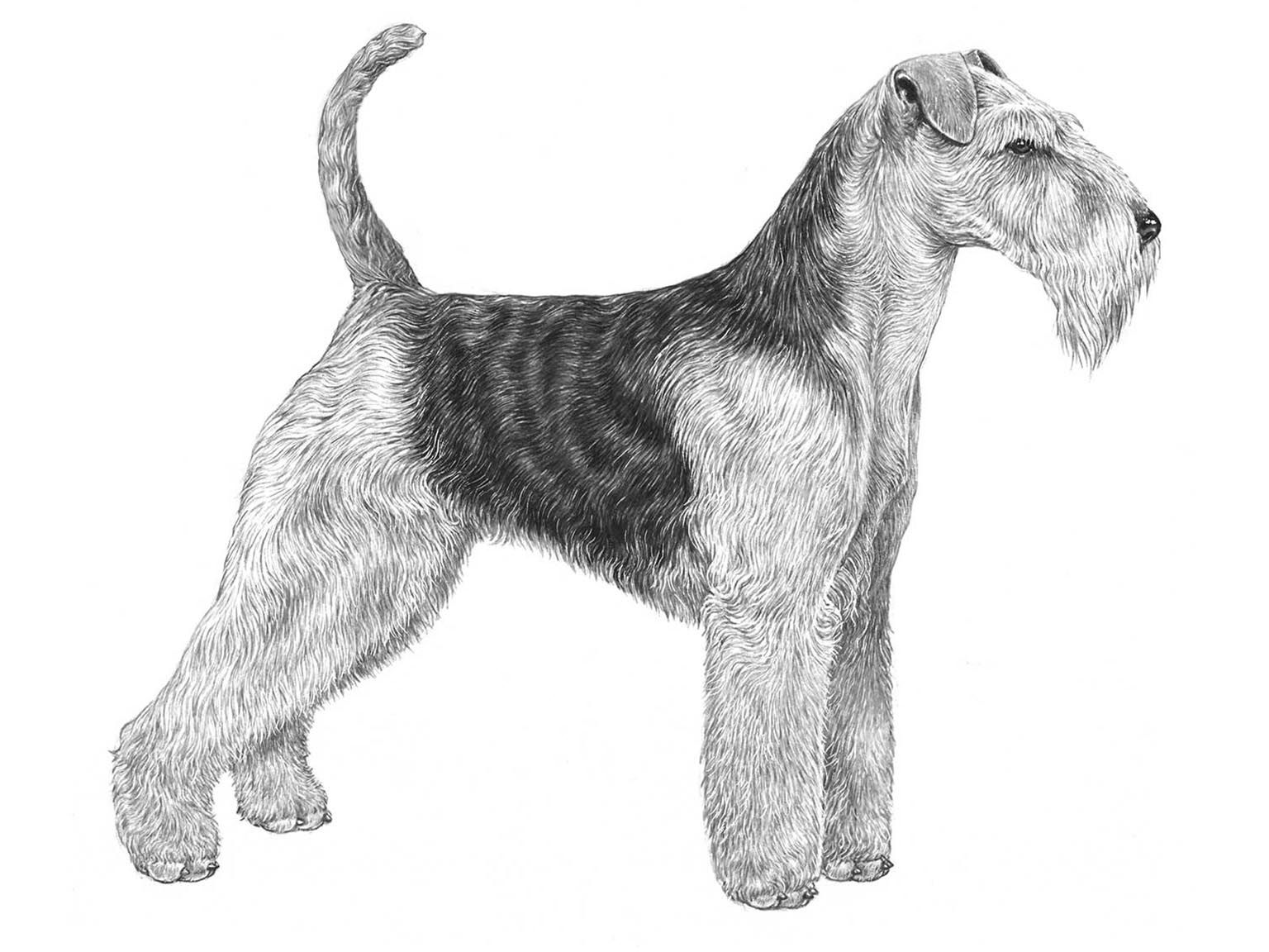 Illustration av hundrasen Welshterrier