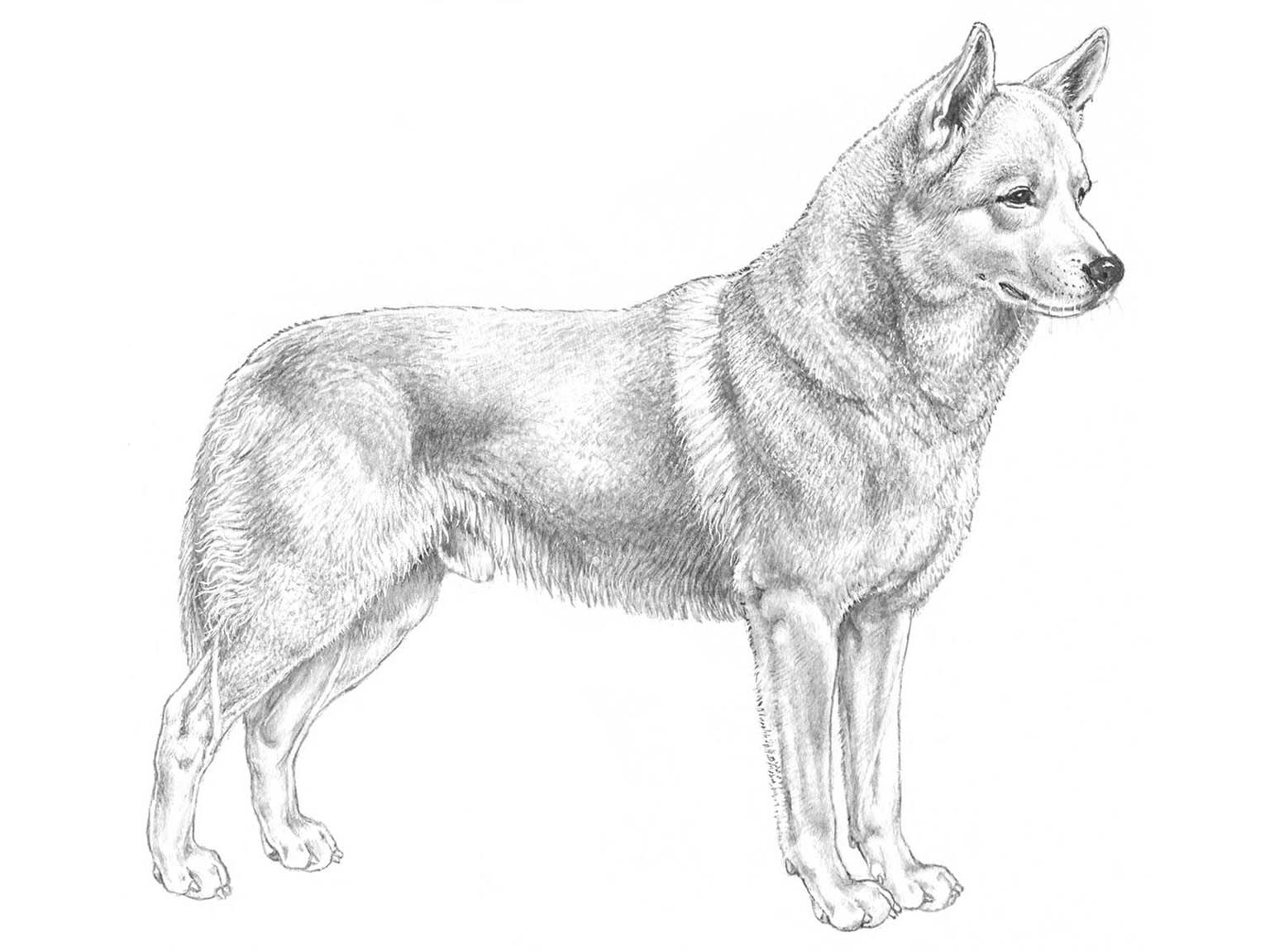 Illustration av hundrasen Canaan dog