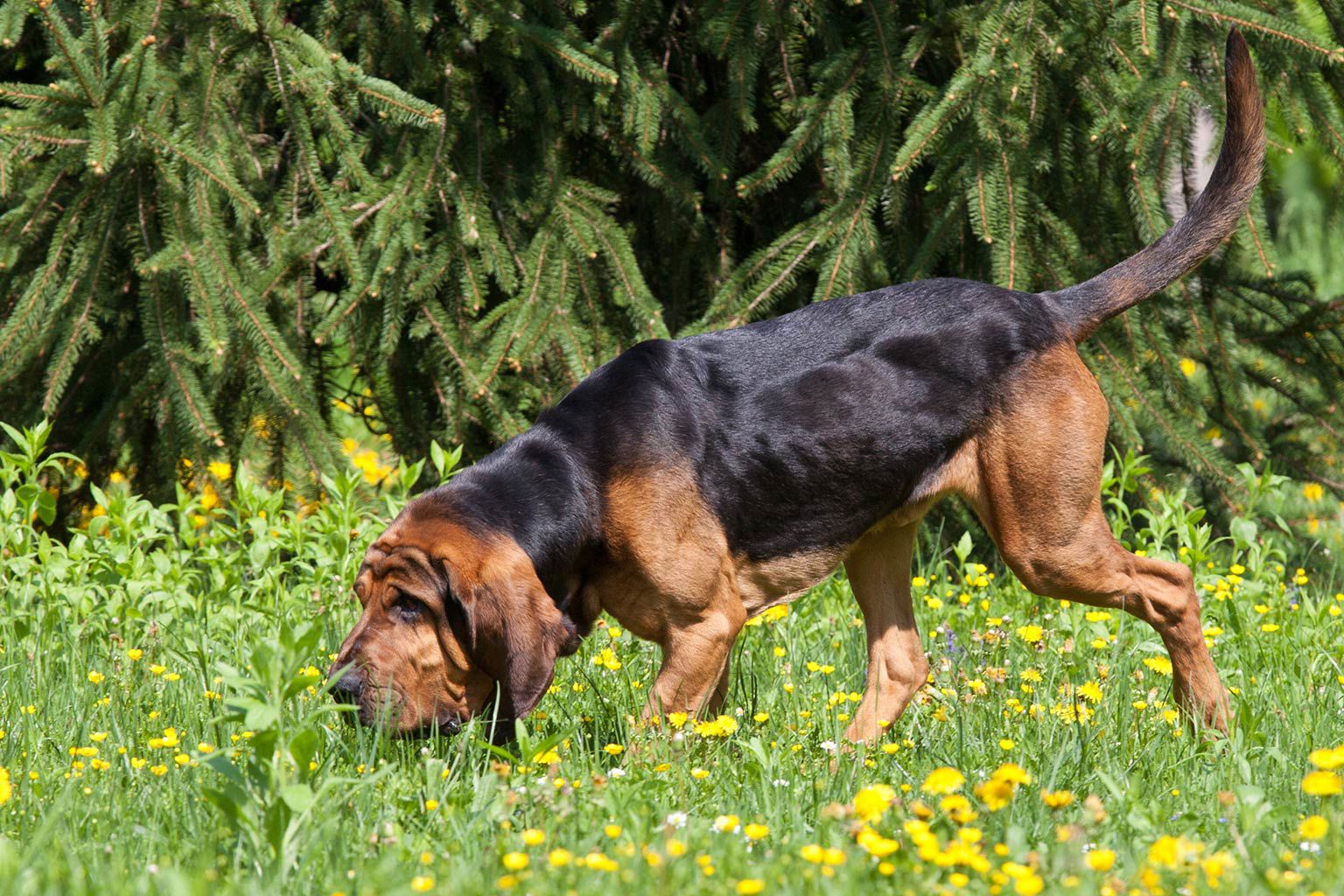 Blodhund som spårar på gräsmark intill skog