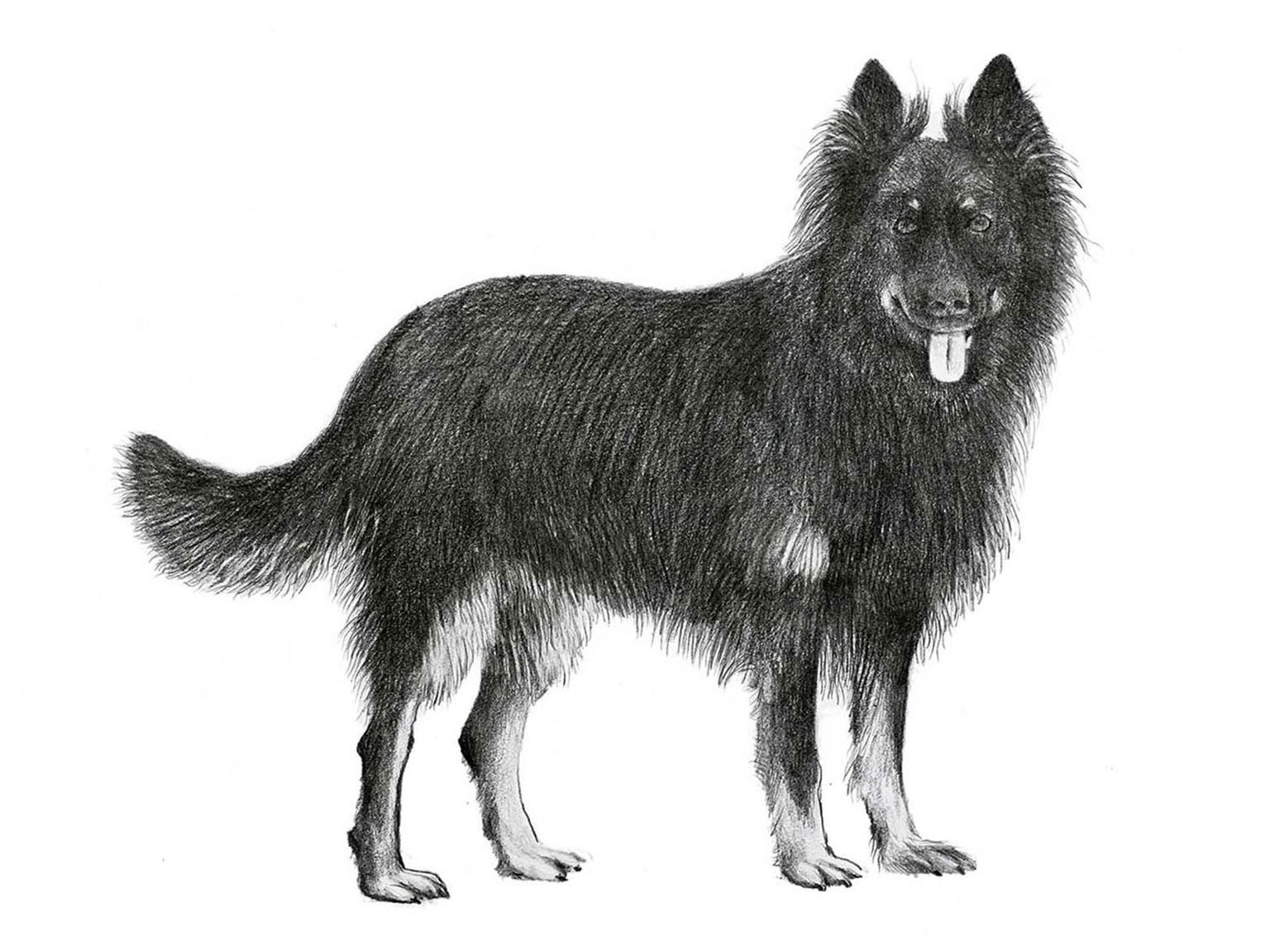 Illustration av hundrasen chodský pes