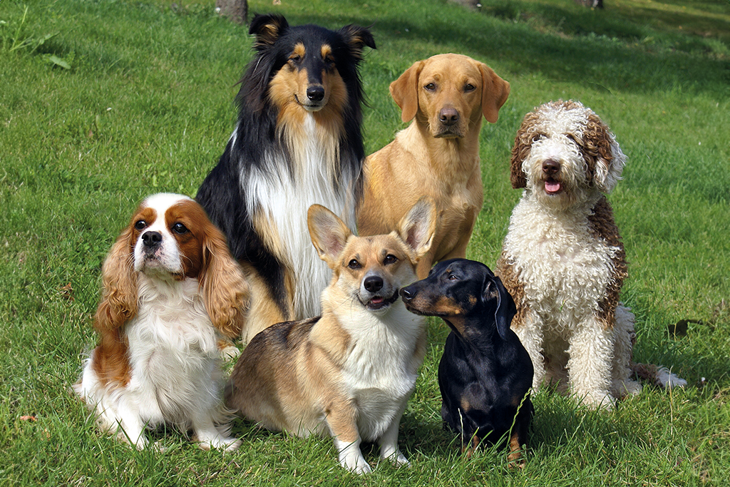 Sex hundar av olika raser sitter i gräset
