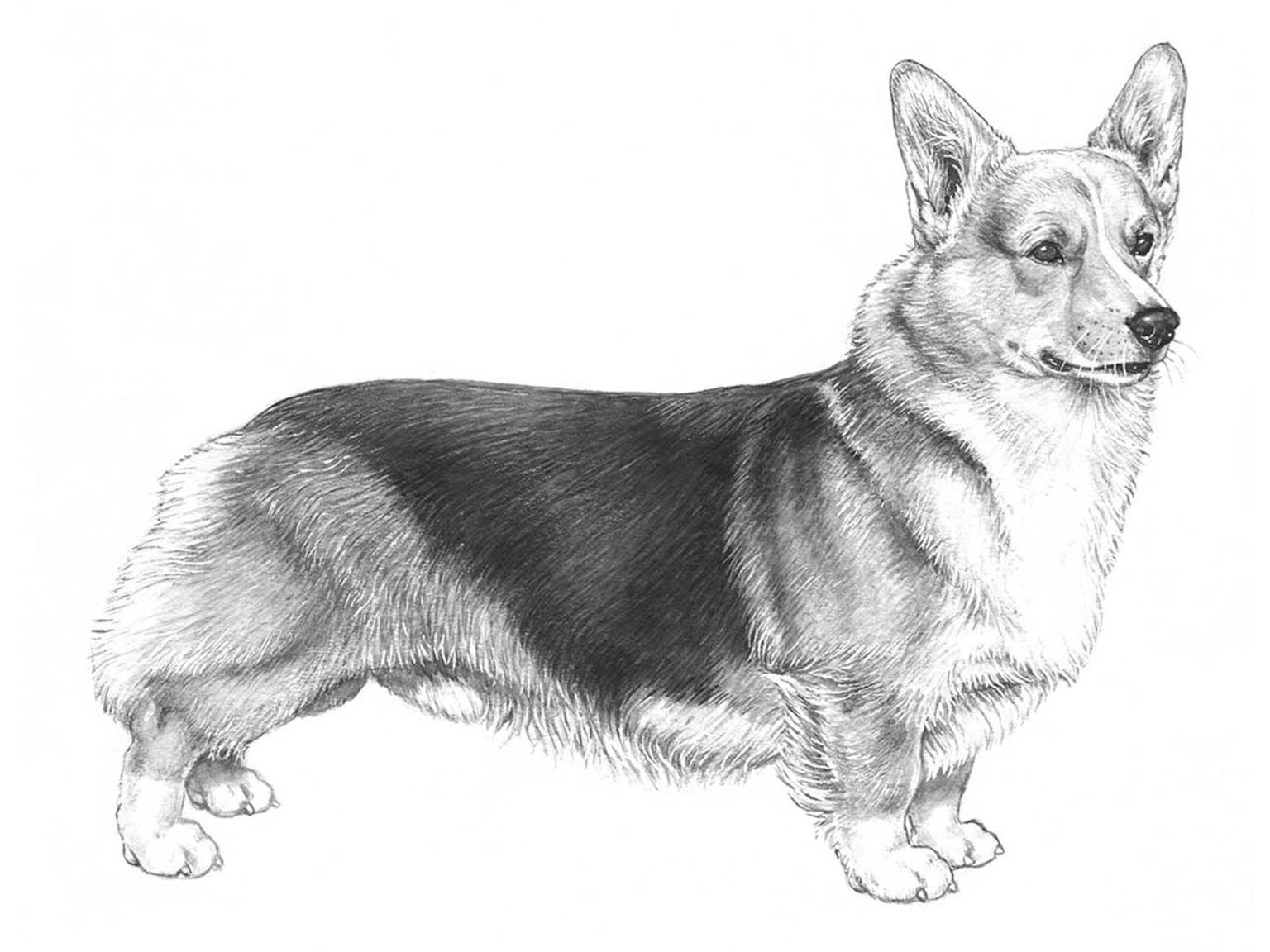 Illustration för hundrasen Welsh corgi pembroke