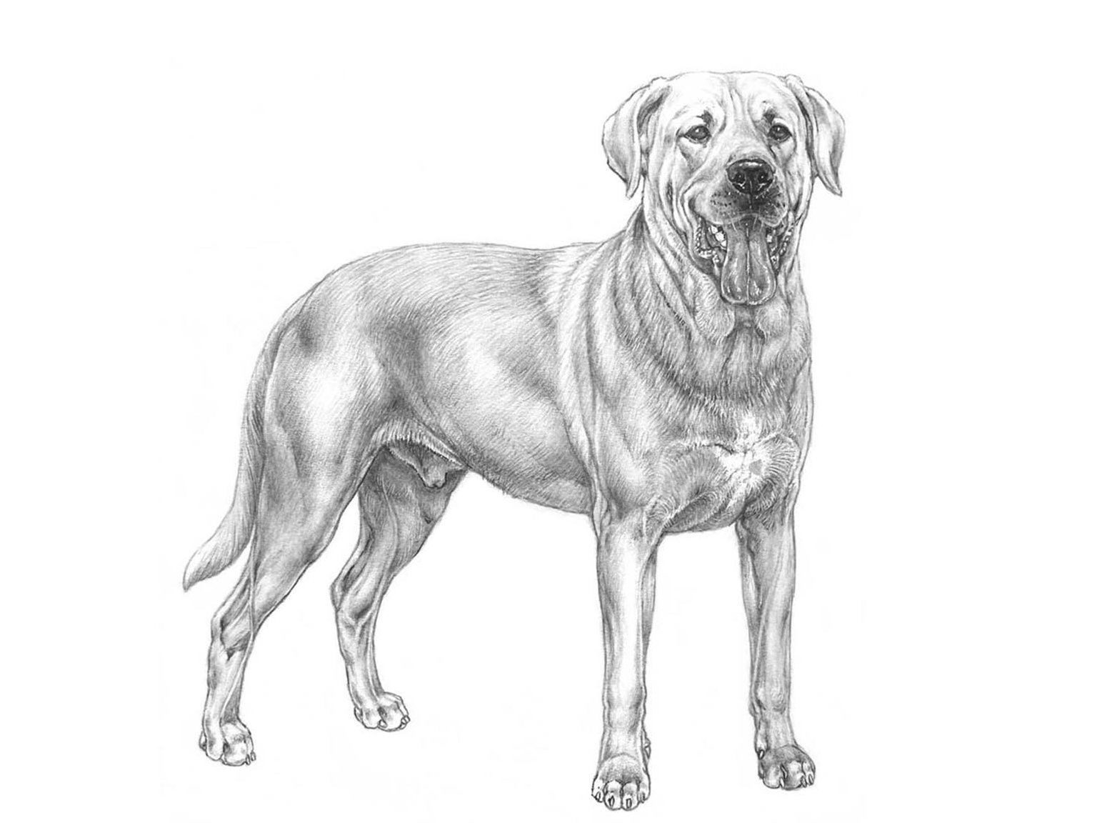 Illustration av hundrasen broholmer