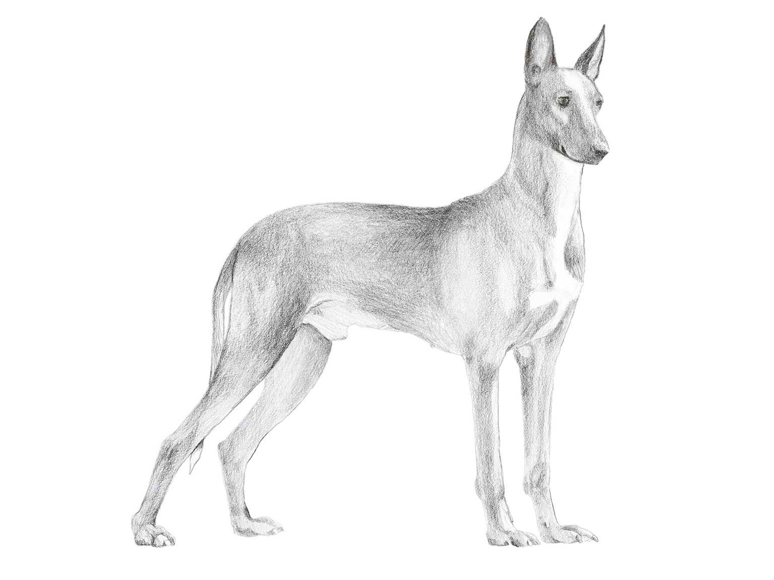 Illustration av hundrasen podenco canario