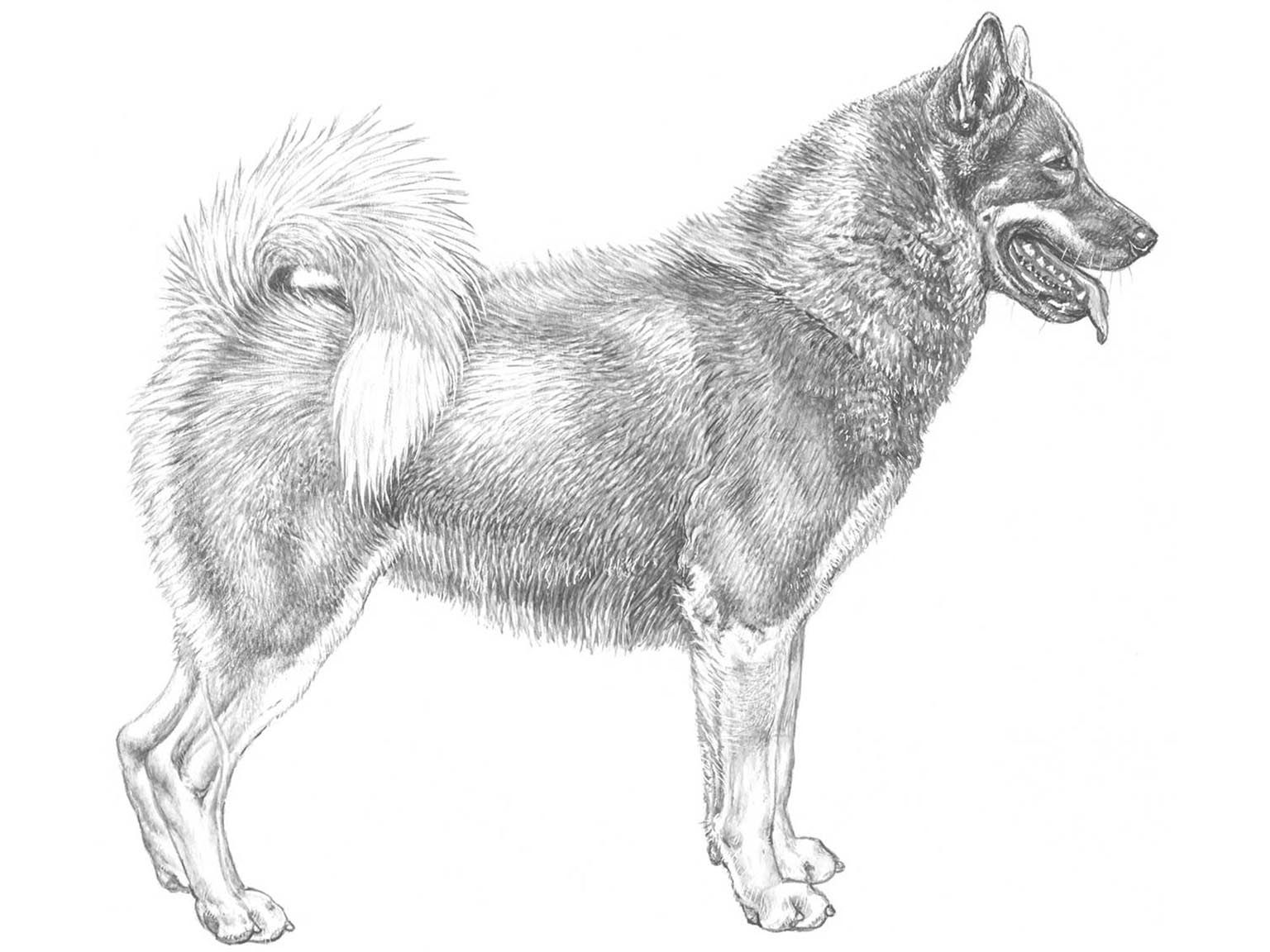 Illustration av hundrasen Grönlandshund