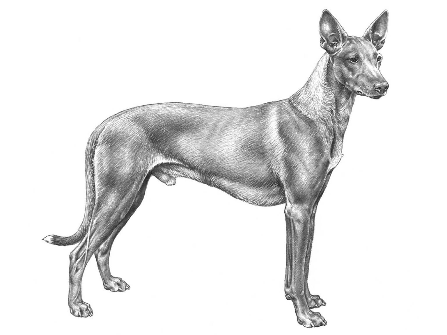 Illustration av hundrasen Faraohund