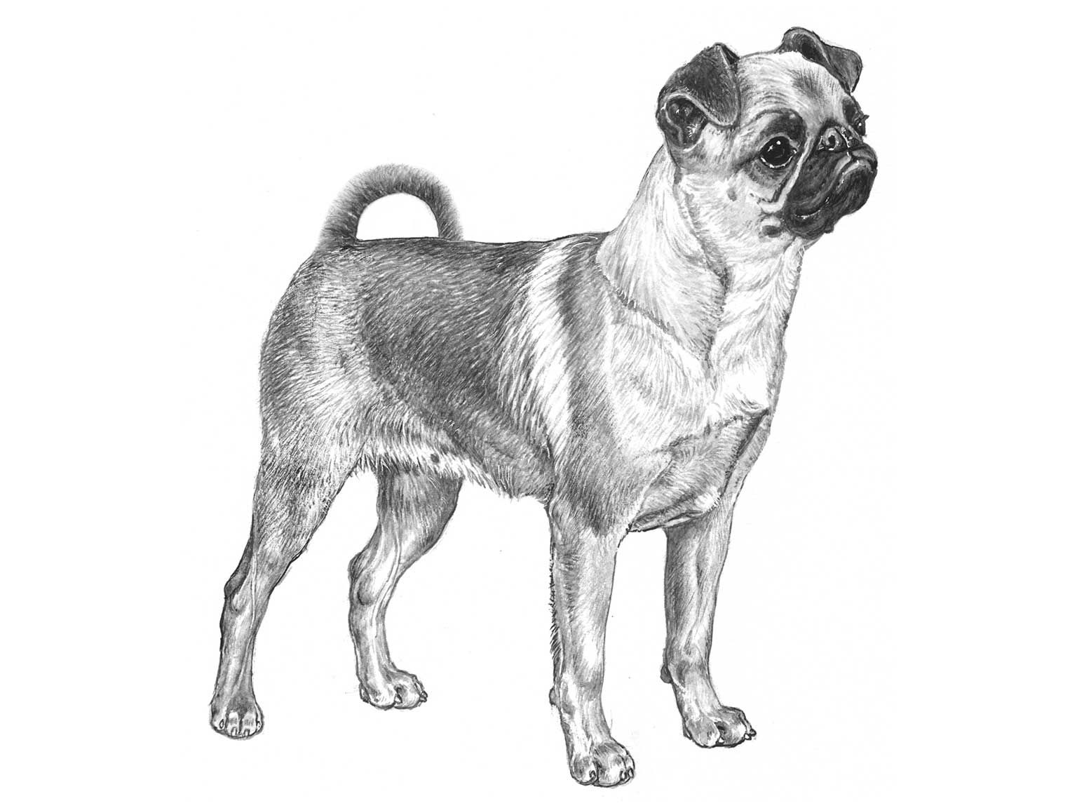 Illustration av hundrasen petit brabancon