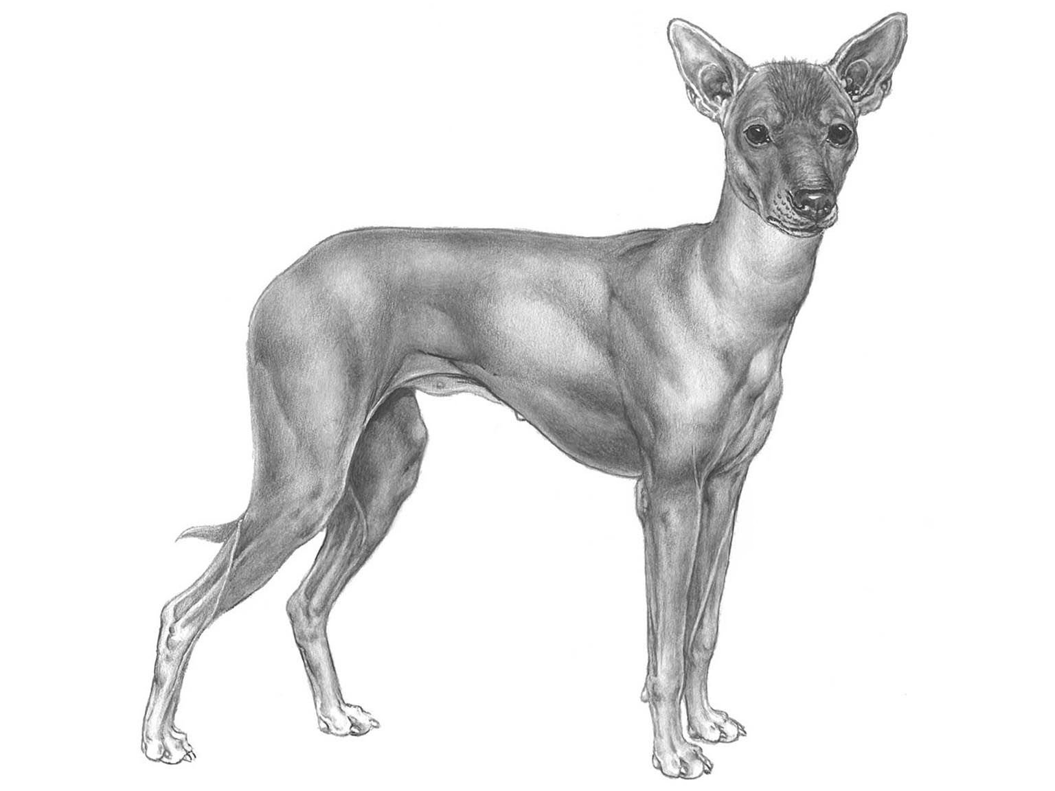 Illustration av hundrasen Perro sin pelo del perú