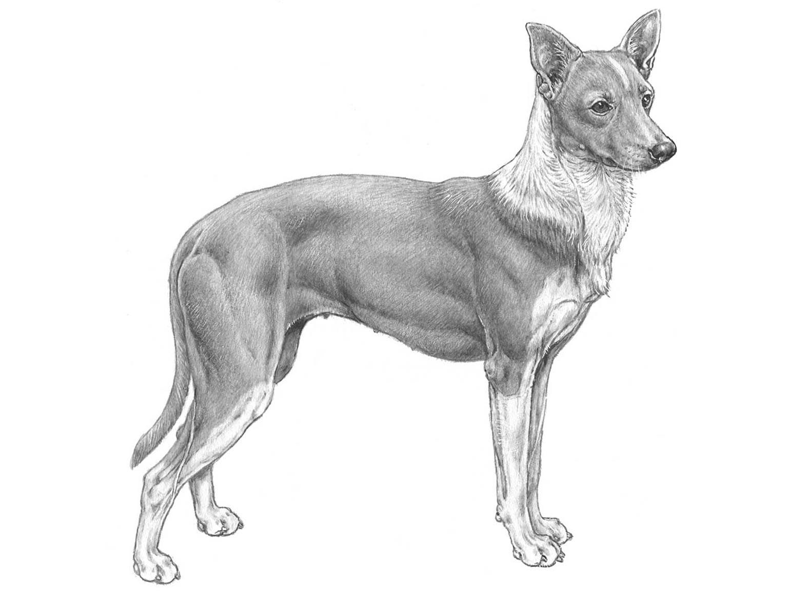 Illustration av hundrasen Podengo portugues, liso