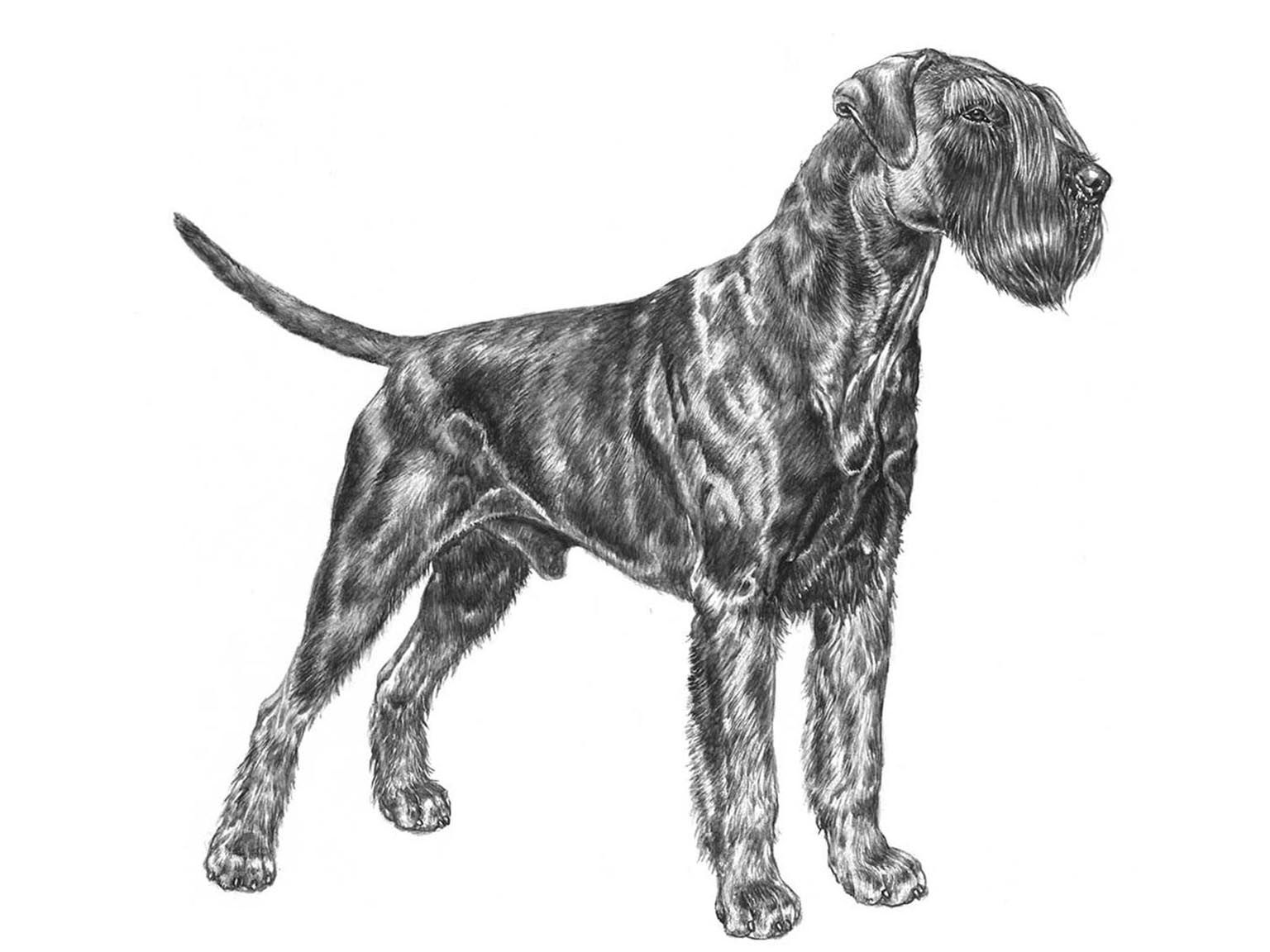 Illustration av hundrasen riesenschnauzer