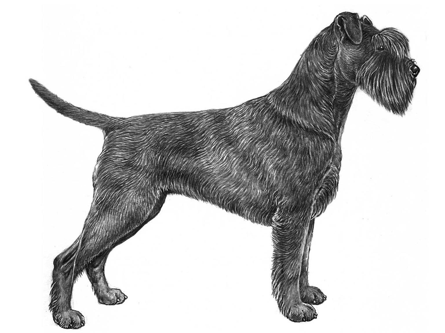 Illustration av hundrasen schnauzer
