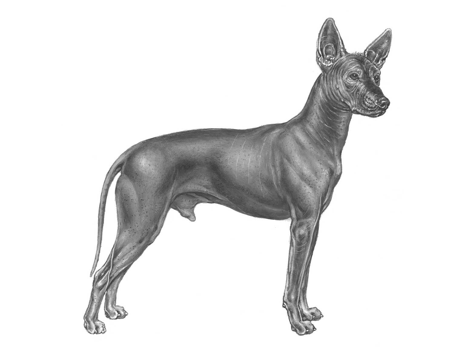 Illustration av hundrasen xoloitzcuntle
