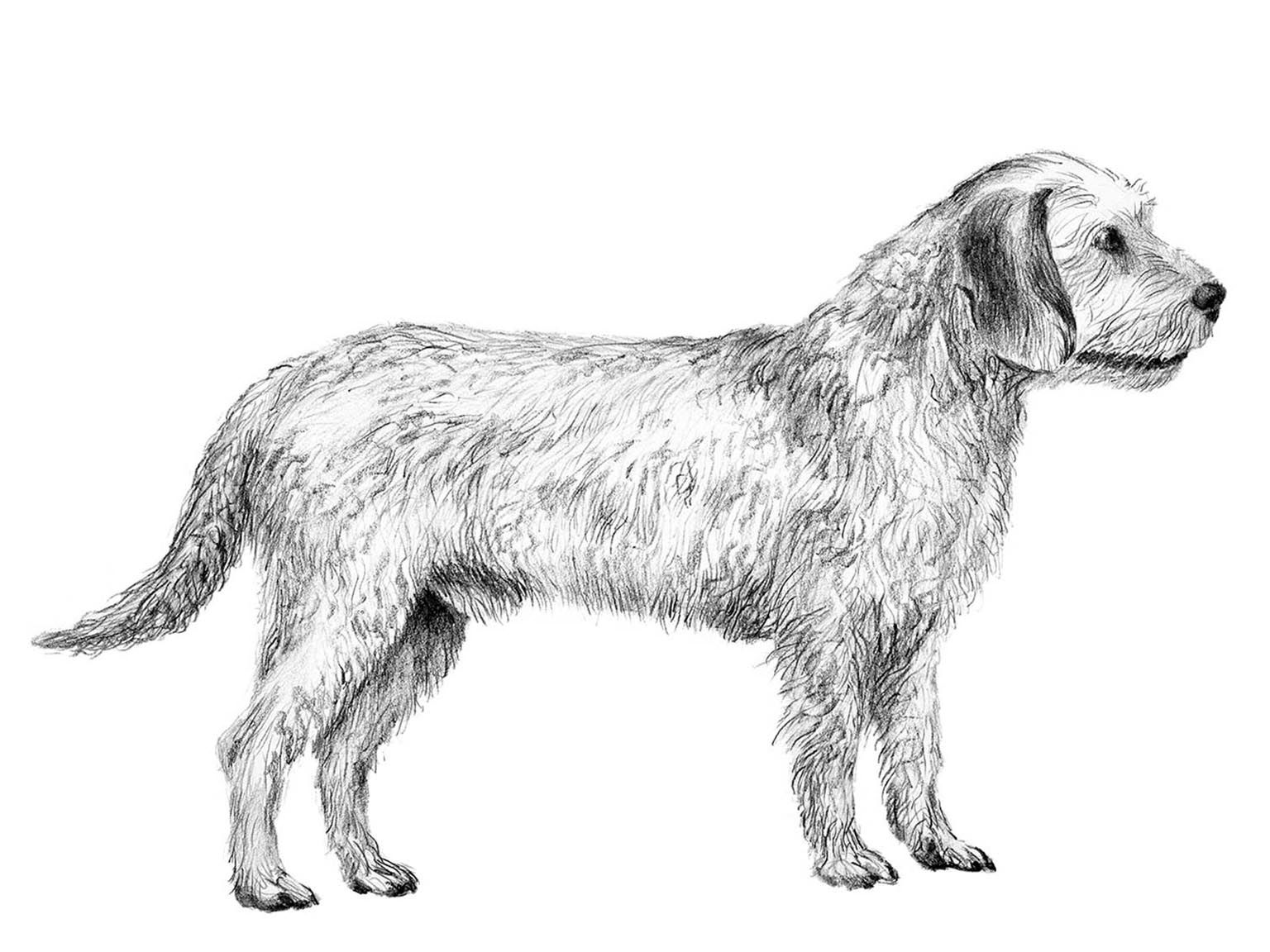 Illustration av hundrasen steirische rauhhaarbracke