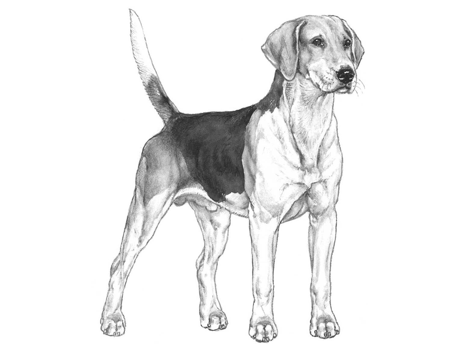 Illustration av hundrasen foxhound
