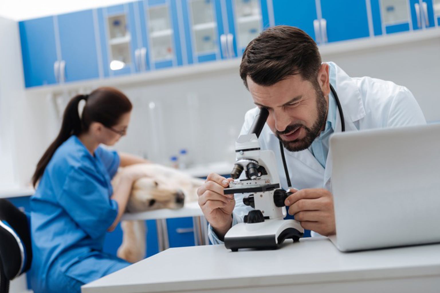 Veterinär tittar i microskop
