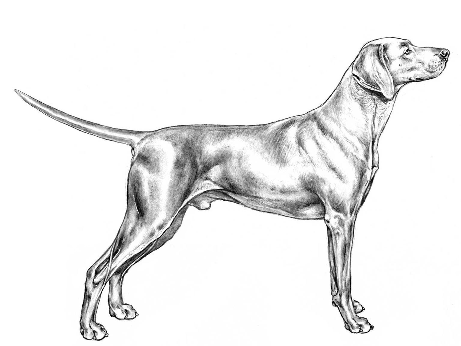 Illustration av hundrasen weimaraner, korthårig