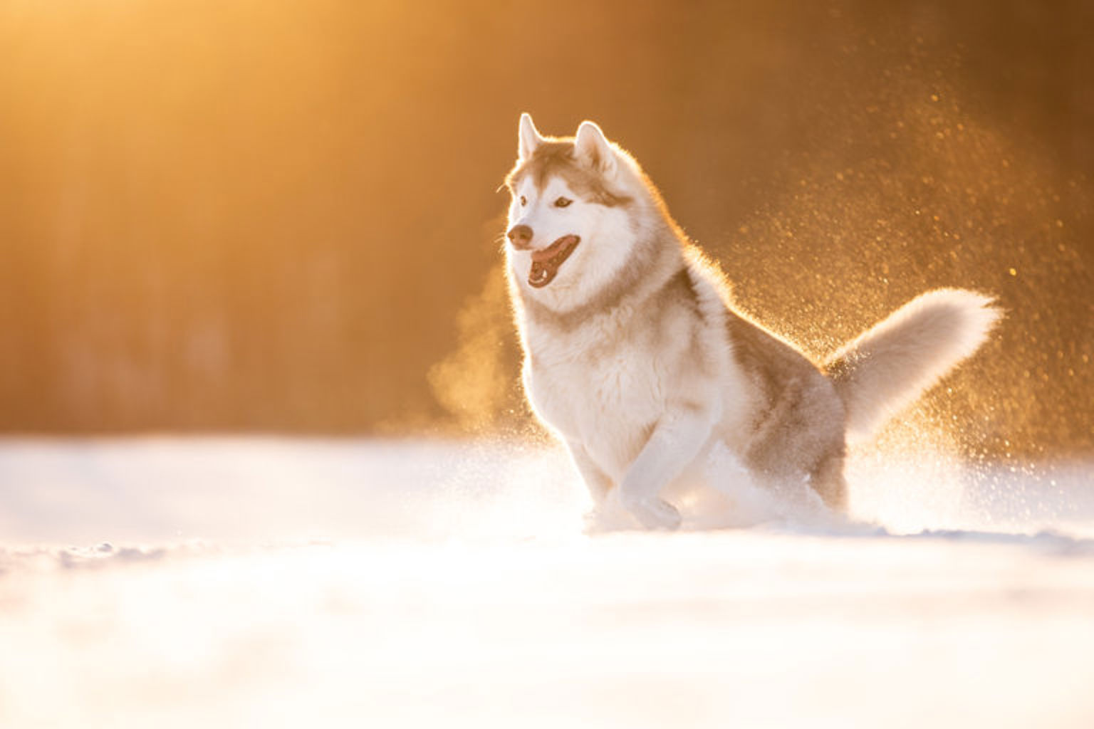 Siberian husky springer genom snö