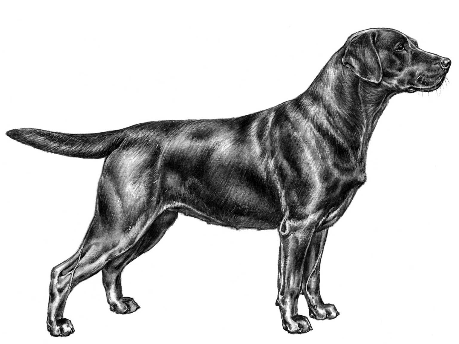 Illustration av hundrasen labrador retriever