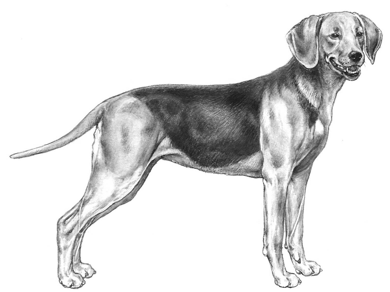 Illustration av hundrasen schillerstövare