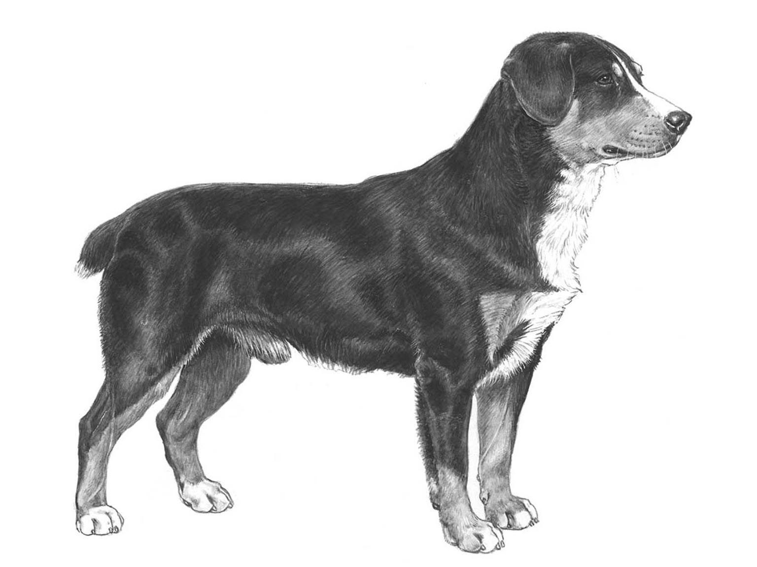 Illustration av hundrasen entlebucher sennenhund