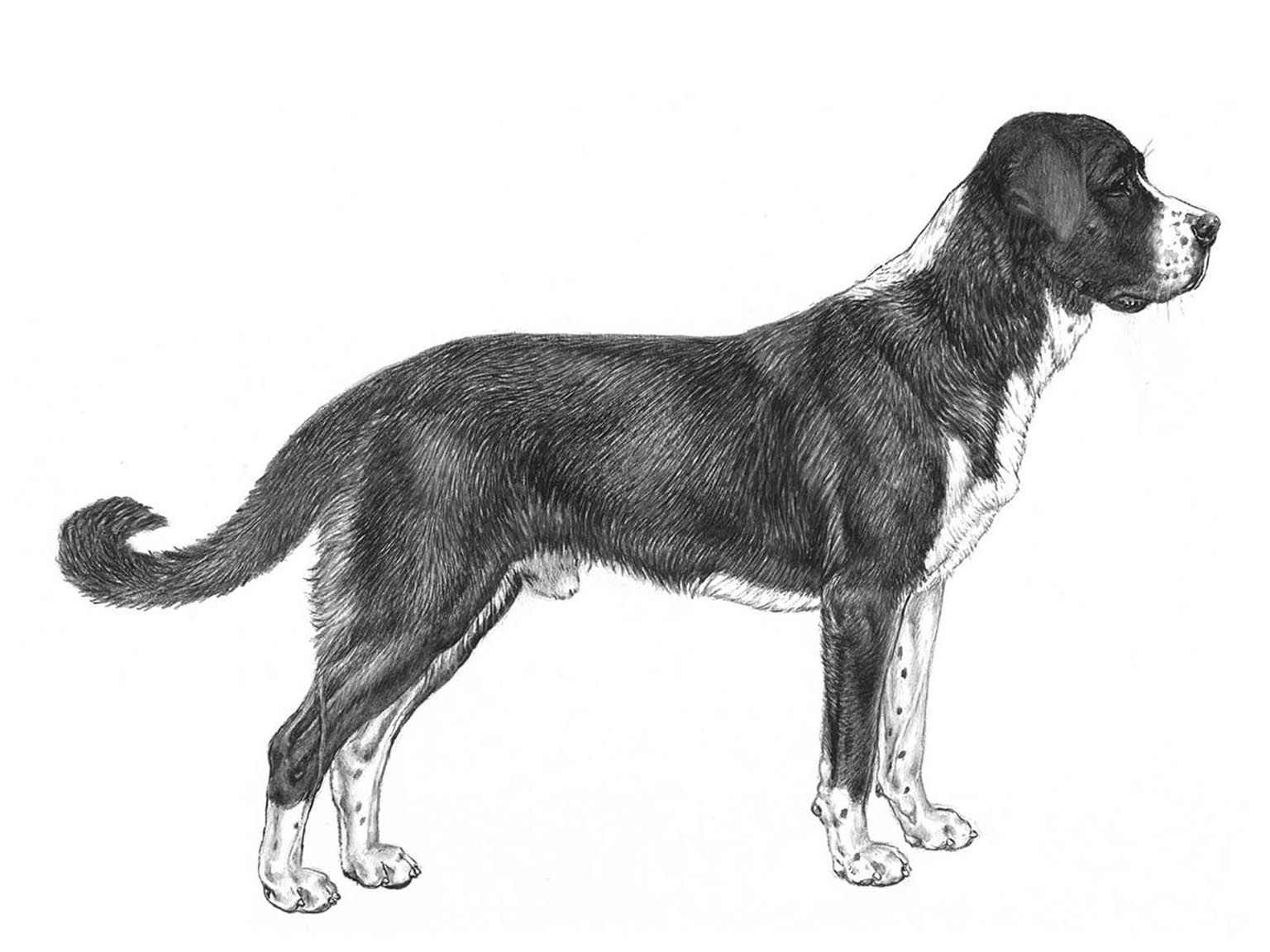 Illustration av hundrasen sredneasiatskaja ovtcharka
