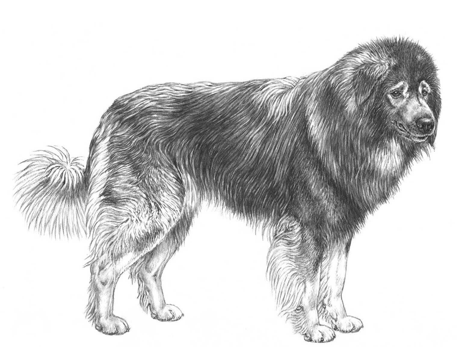 Illustration av hundrasen sarplaninac