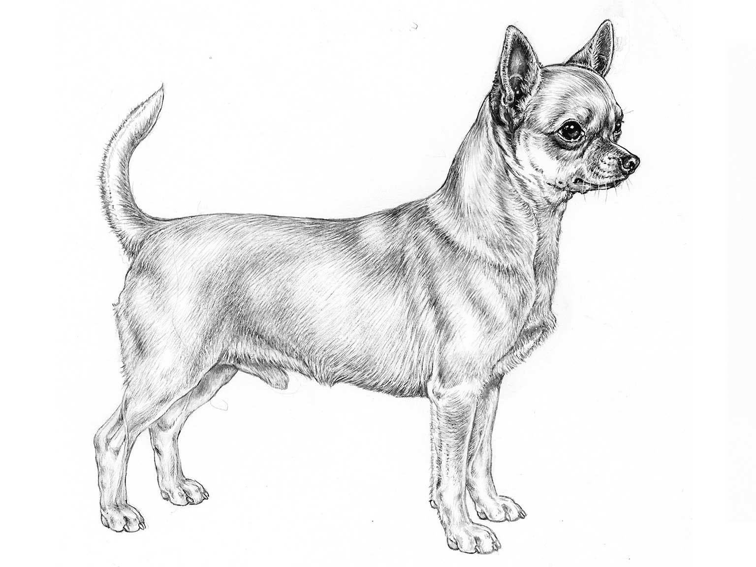 Illustration av hundrasen chihuahua, korthårig