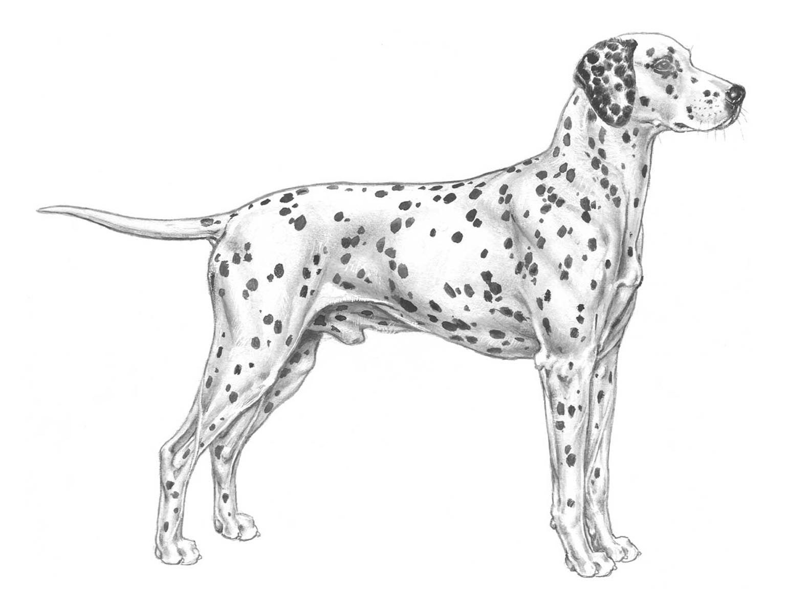 Illustration av hundrasen dalmatiner
