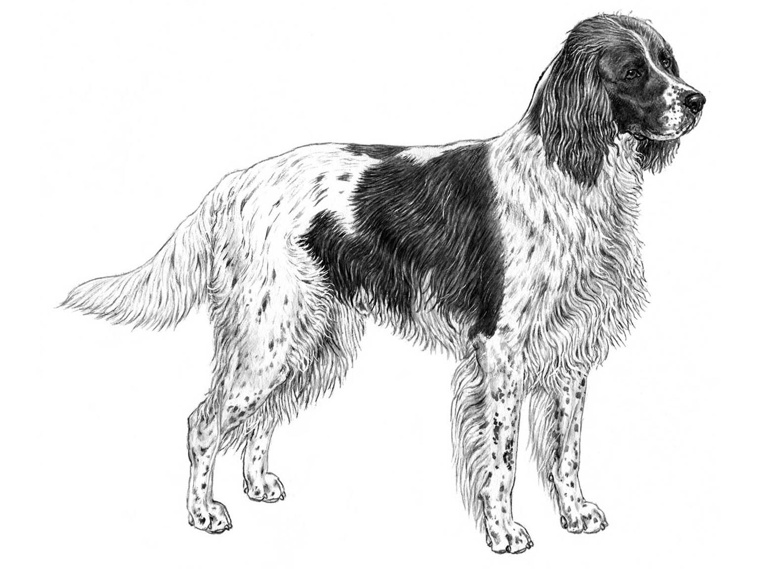 Illustration av hundrasen épagneul francais
