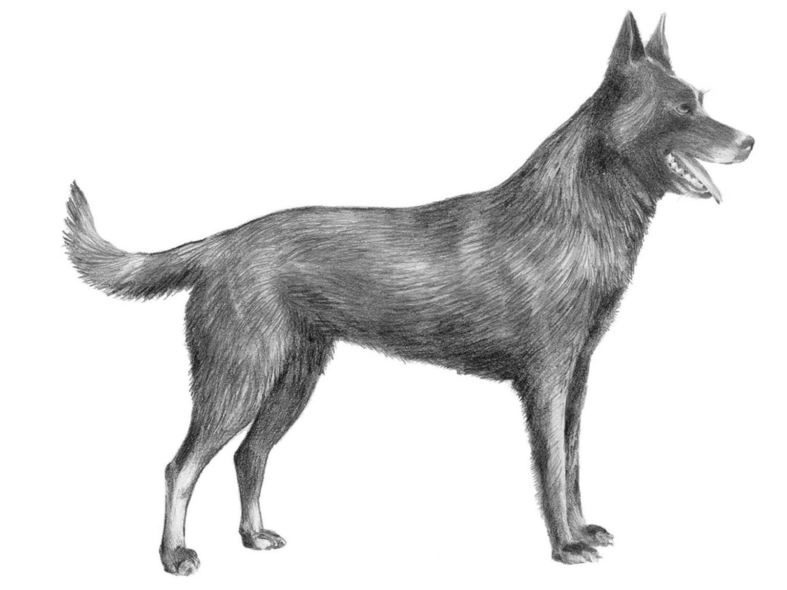 Illustration av hundrasen hollandse herdershond, korthårig
