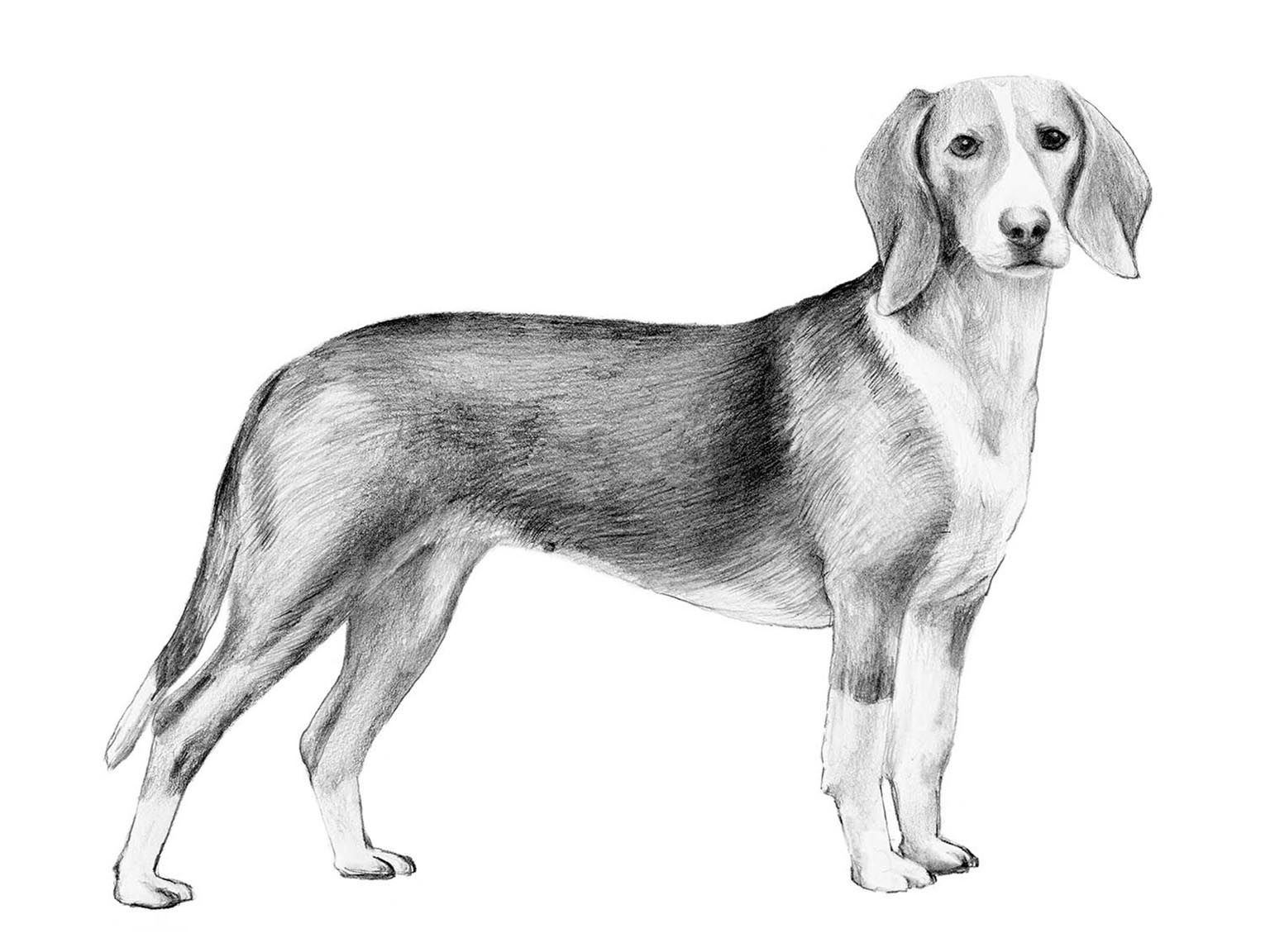 Illustration av hundrasen deutsche bracke