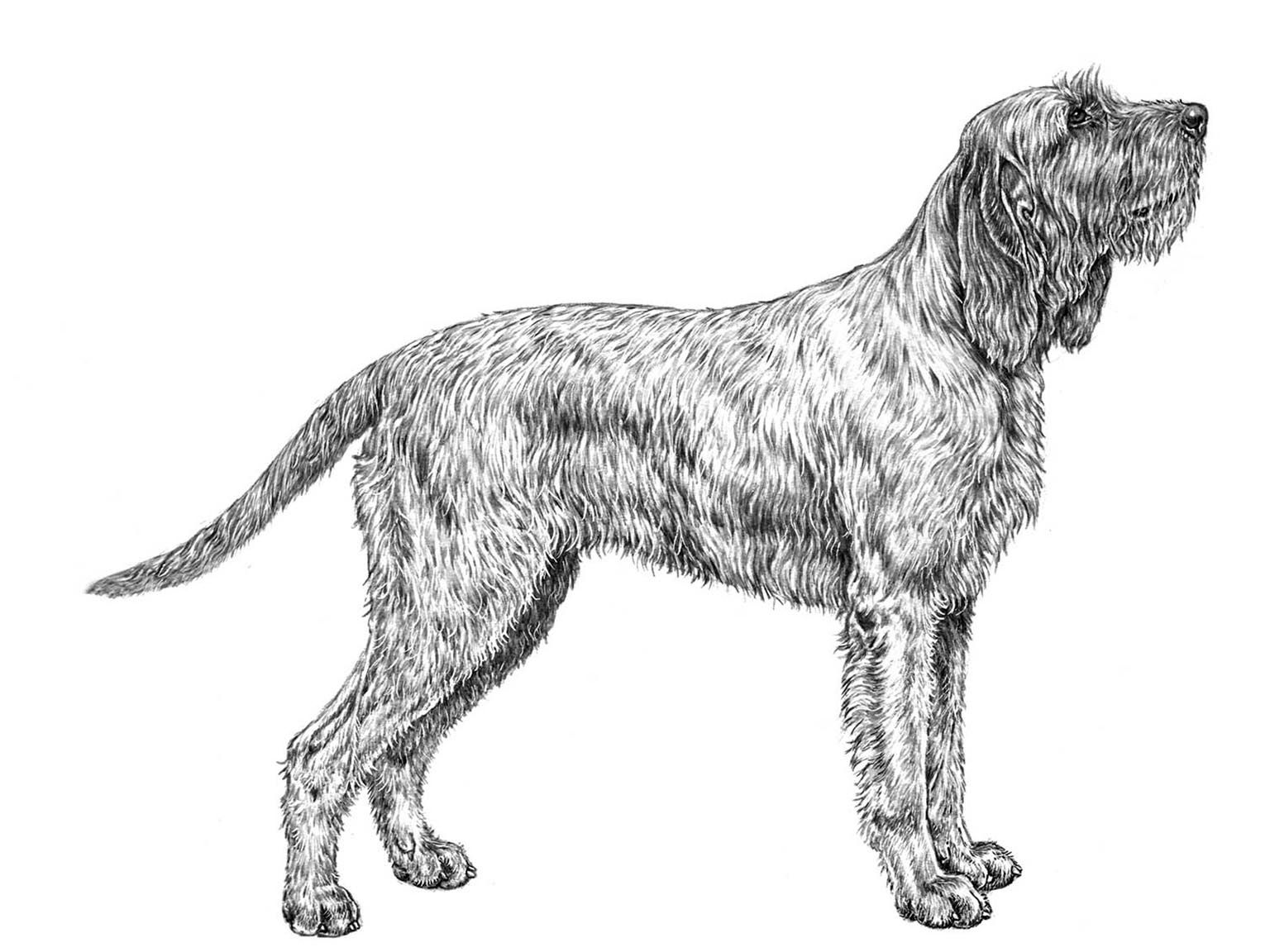 Illustration av hundrasen spinone