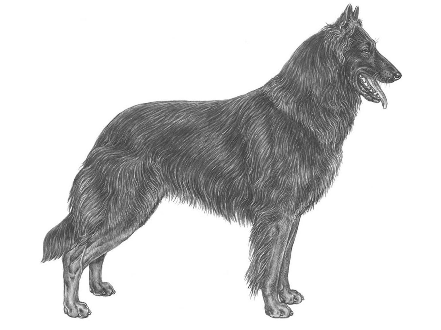 Illustration av hundrasen belgisk vallhund groenendael