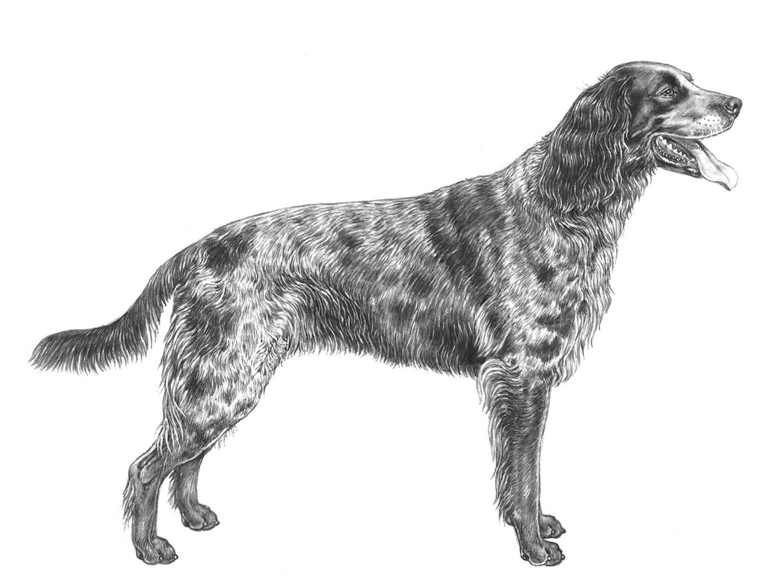 Illustration av hundrasen långhårig vorsteh
