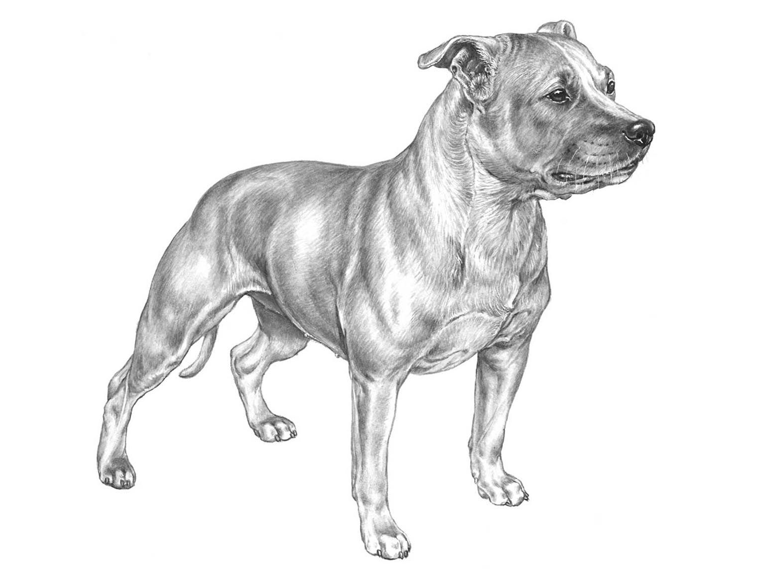 Illustration av hundrasen Staffordshire bullterrier