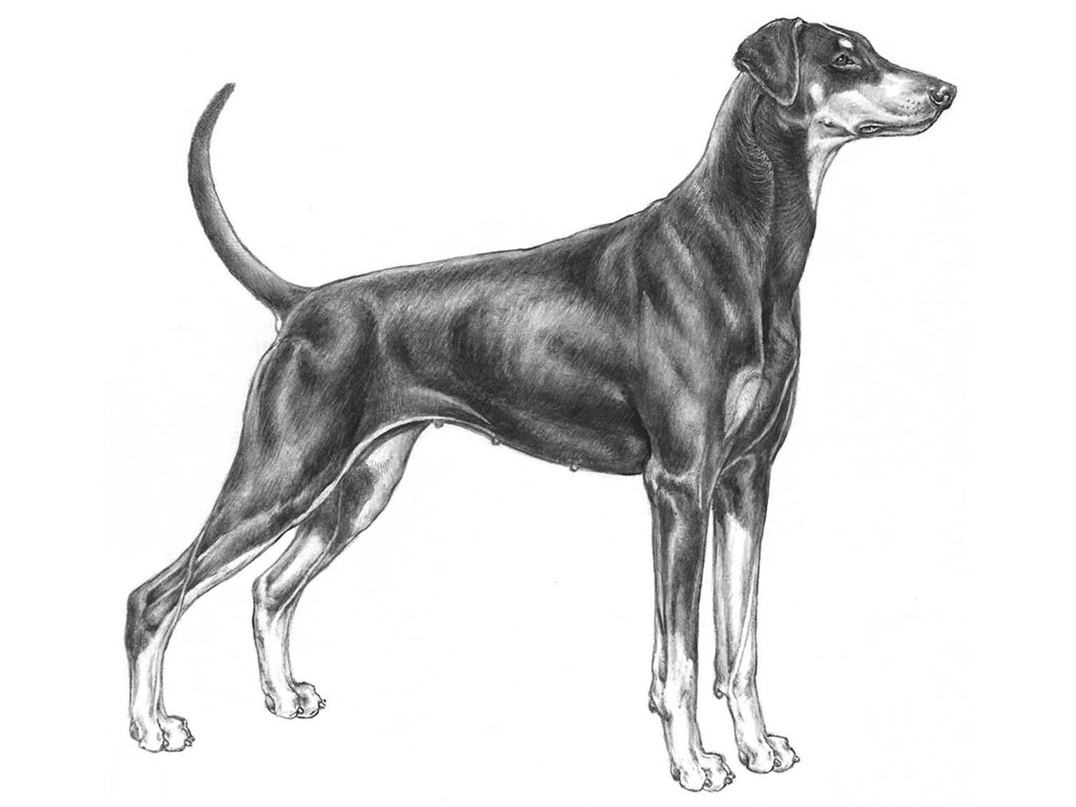 Illustration av hundrasen doberman