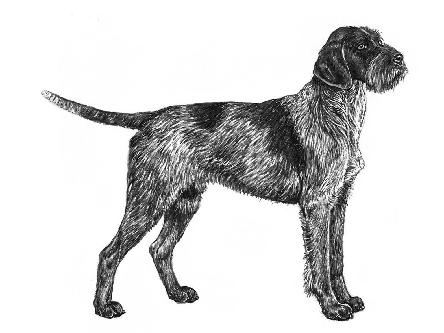 Illustration av hundrasen strävhårig vorsteh