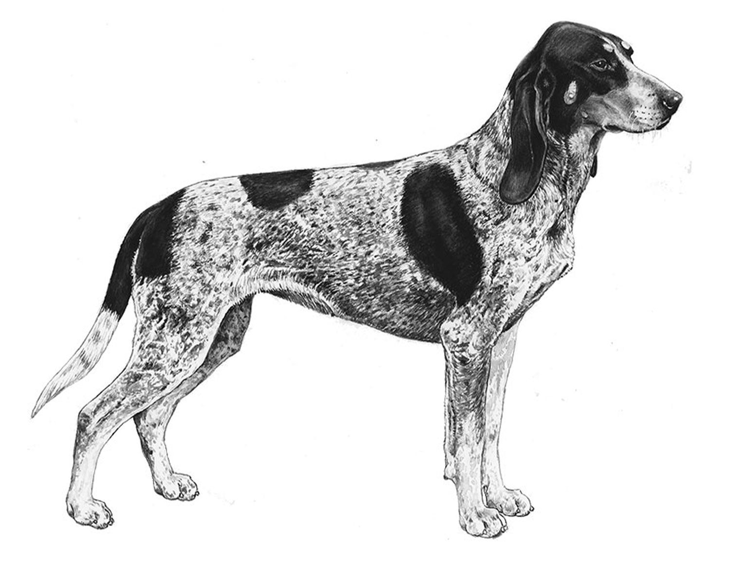 Illustration av hundrasen schweizisk stövare/ luzerner